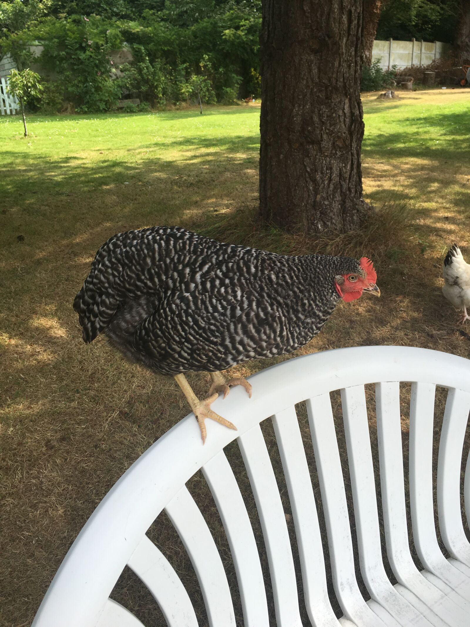iPhone 6s Plus back camera 4.15mm f/2.2 sample photo. Hen, bench, country photography