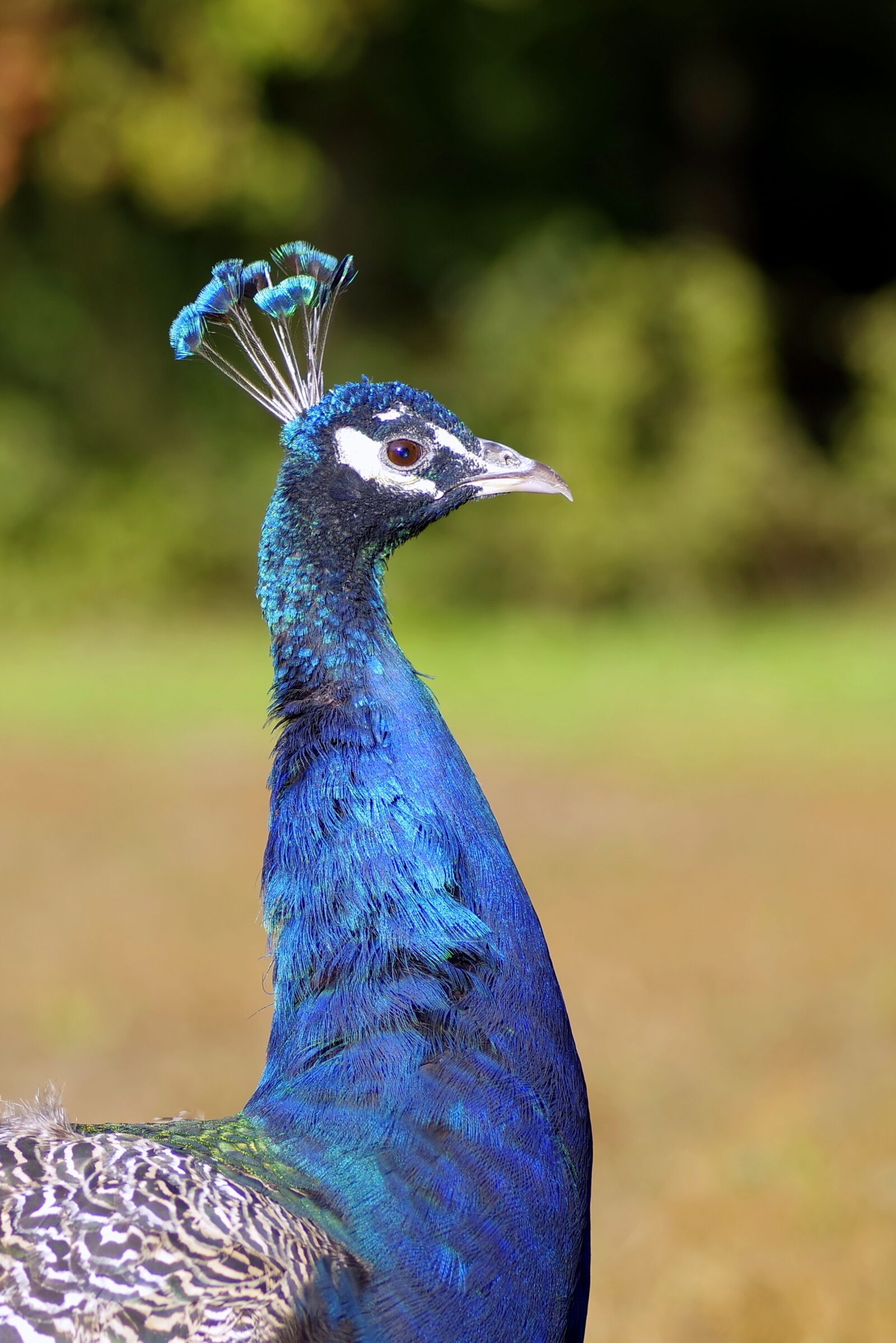 Pentax K-S2 sample photo. Peacock, the head of photography