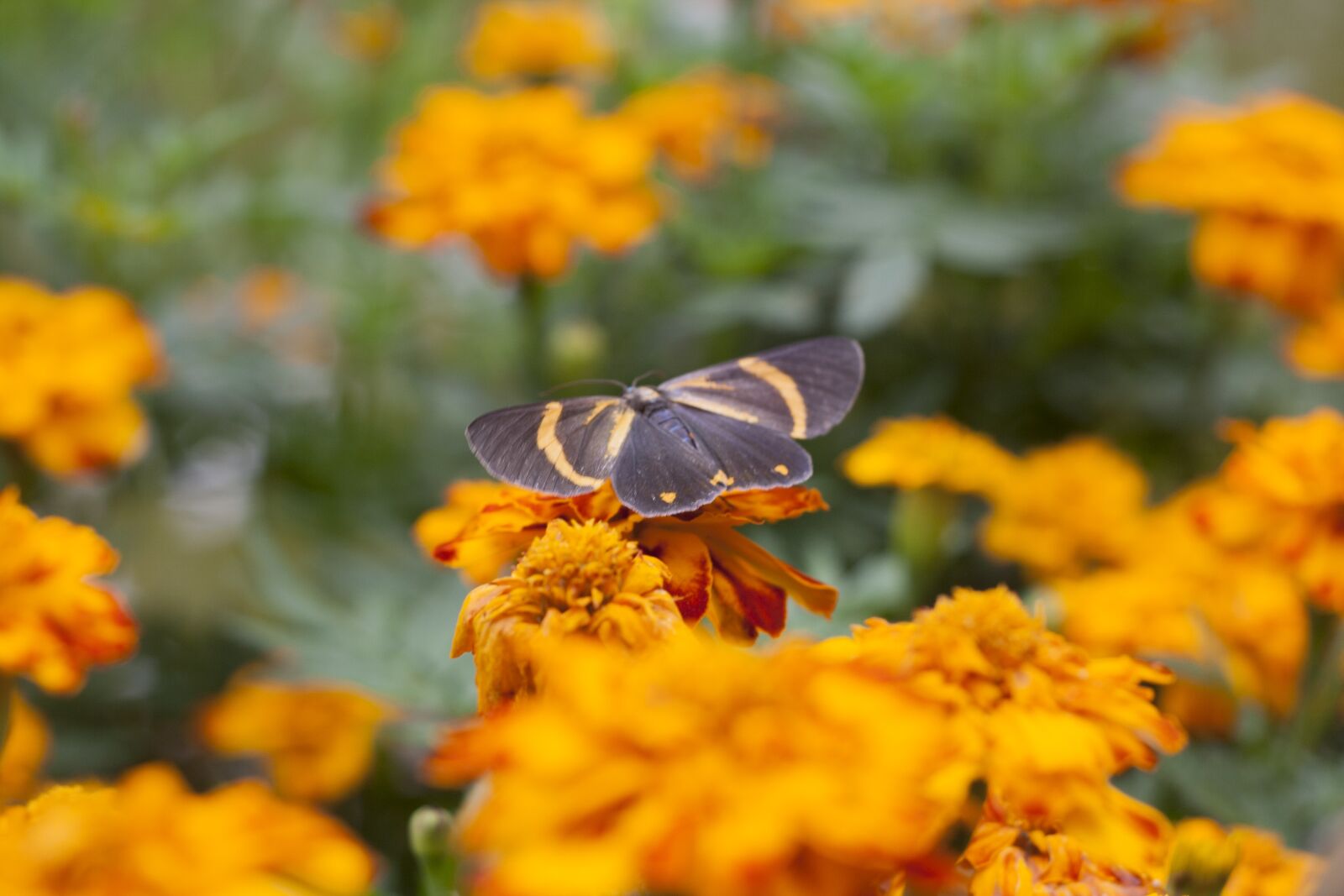 Canon EOS 350D (EOS Digital Rebel XT / EOS Kiss Digital N) sample photo. Butterfly, orange flower, bokeh photography