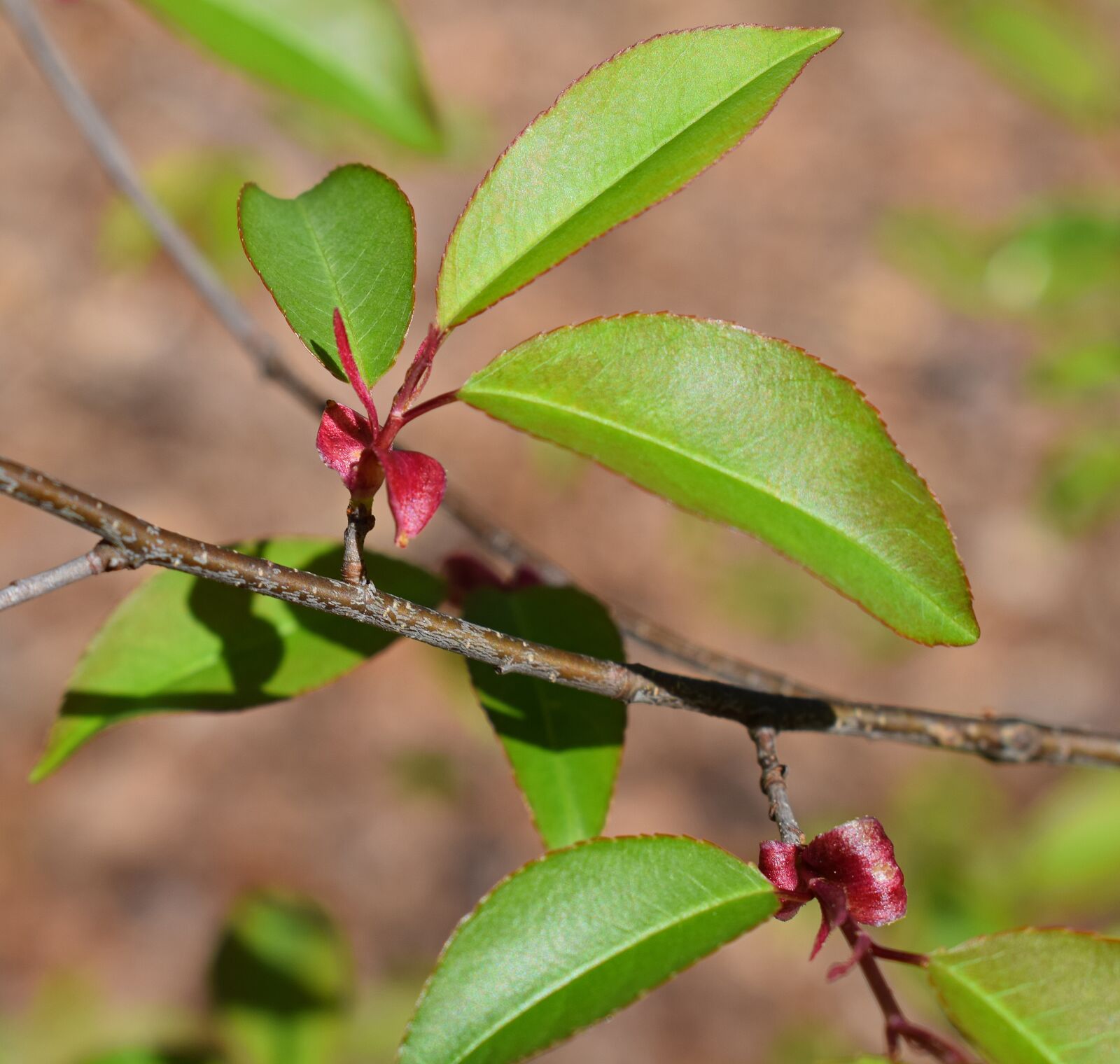 Nikon D3300 sample photo. Colorful spring leaves, leaves photography