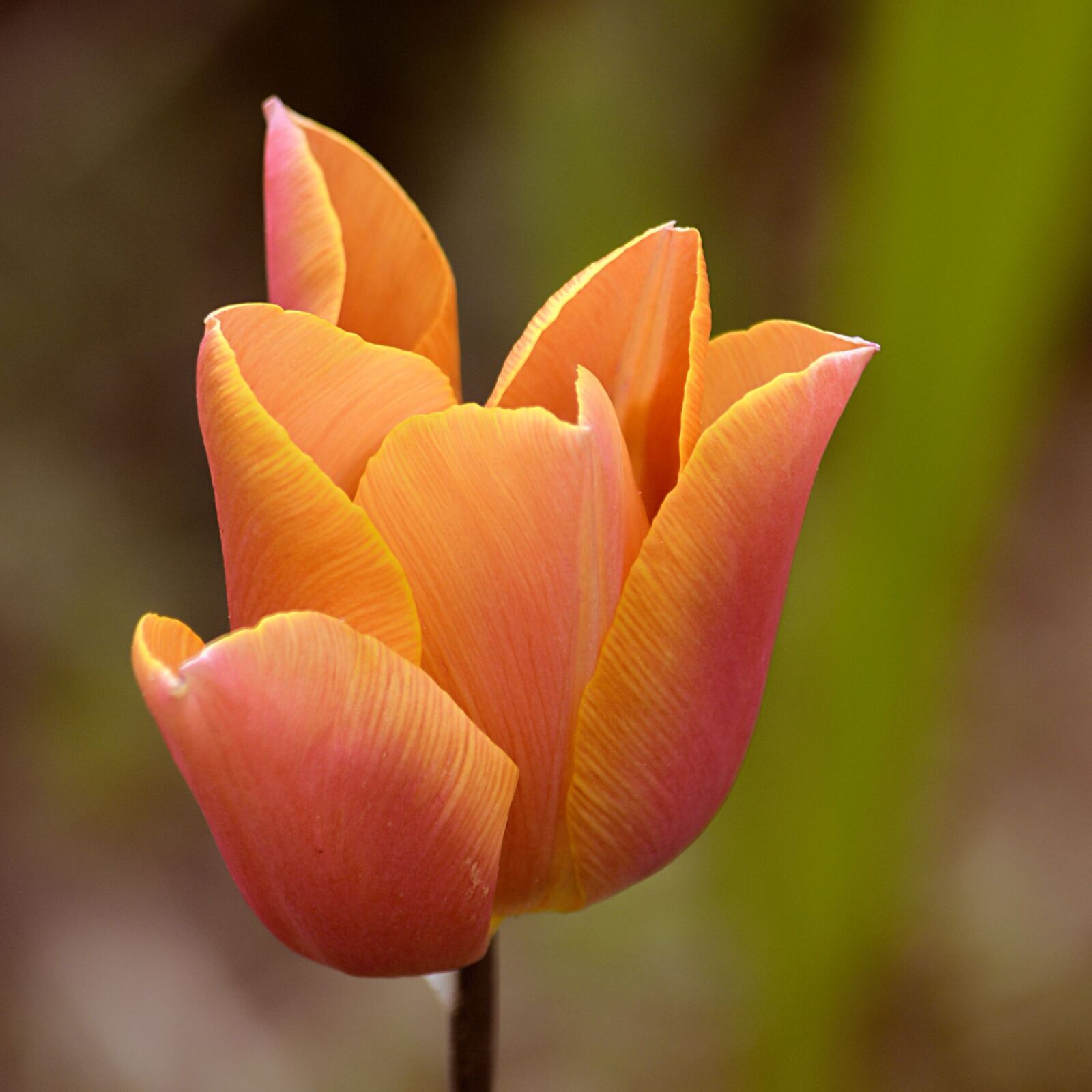 Nikon D5200 sample photo. Tulip, flower, blossom photography