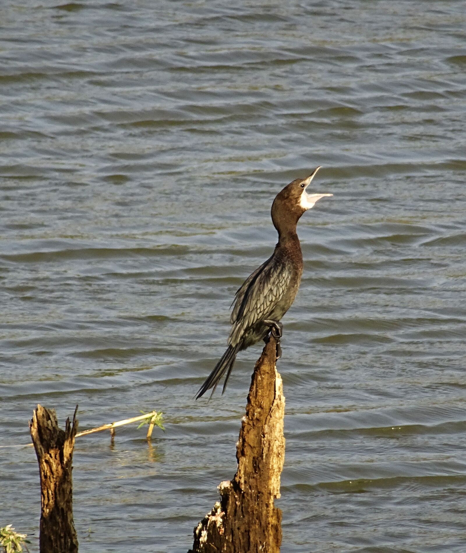 Sony DSC-HX60V sample photo. Bird, water bird, little photography