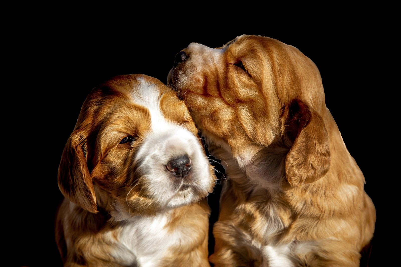 Canon EF 24-105mm F4L IS USM sample photo. Puppies, dogs, dog photography