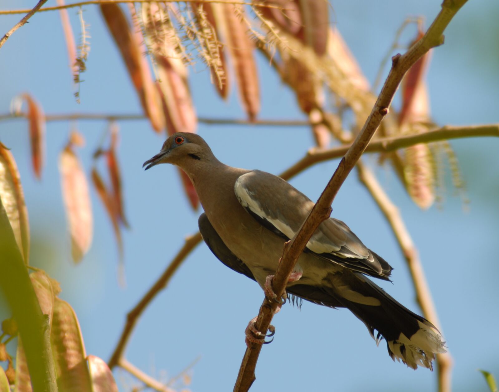 Nikon D200 sample photo. Paloma, guaje, bird photography