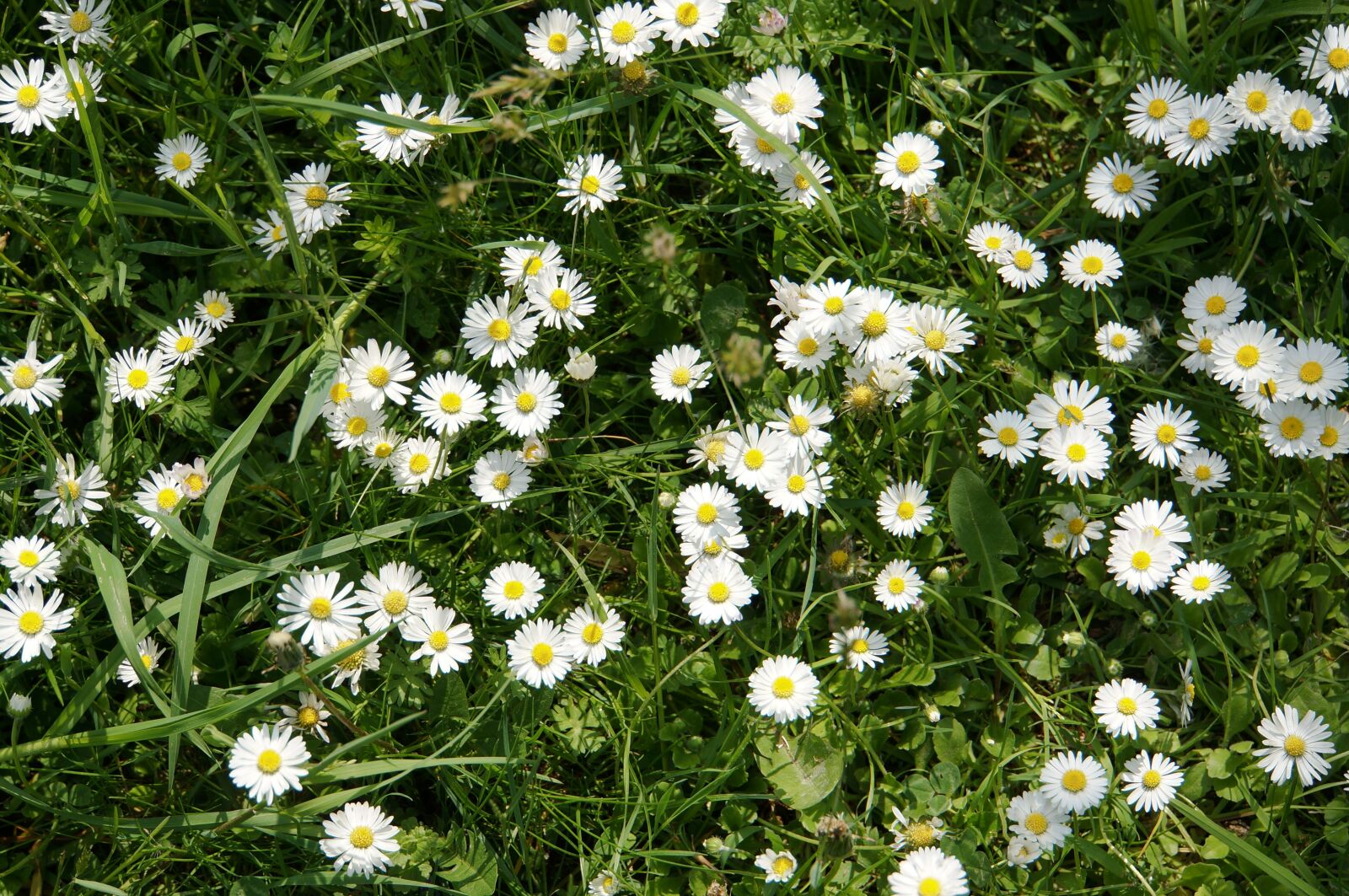 Sony Alpha NEX-6 + Sony E 18-200mm F3.5-6.3 OSS sample photo. Daisy, meadow, flower meadow photography