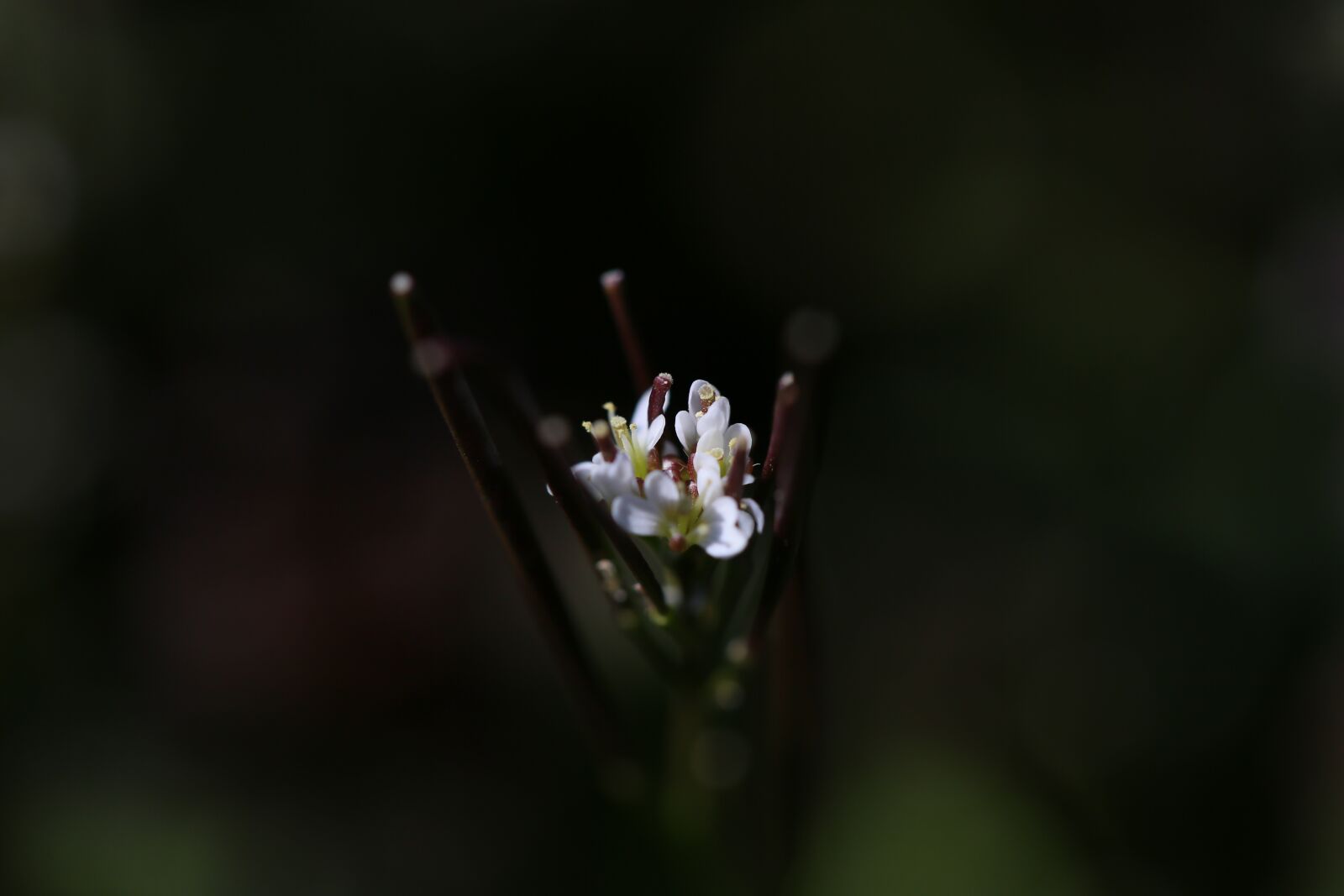 Canon EF 100mm F2.8L Macro IS USM sample photo. Flower, blossom, bloom photography