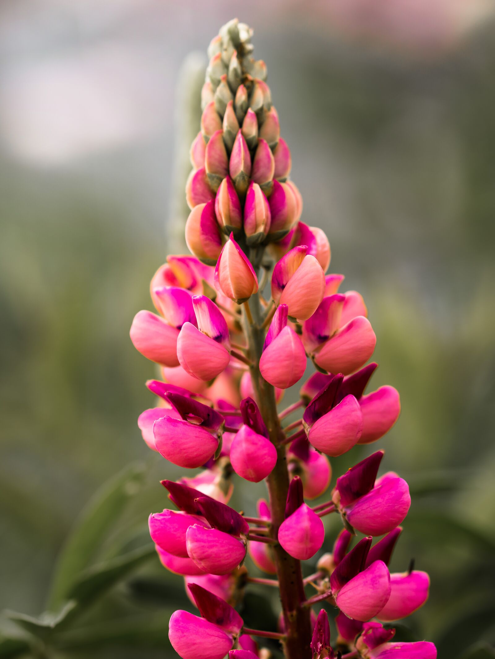 Canon EOS 70D sample photo. Flower, lupine, blossom photography