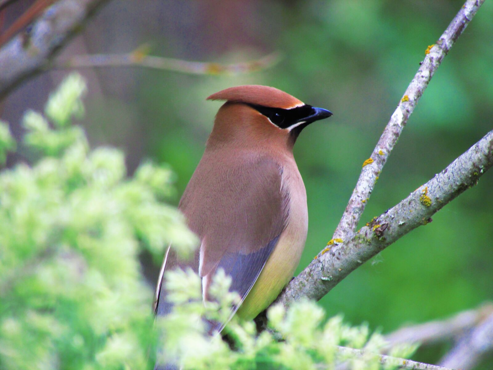 Canon PowerShot SX500 IS sample photo. Cedar waxwing, waxwing, bird photography