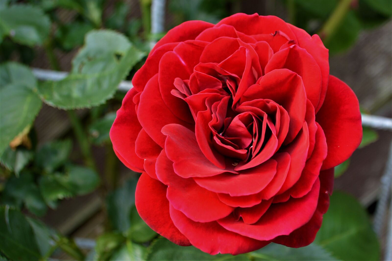 Nikon D5200 sample photo. Rose, red rose, blossom photography