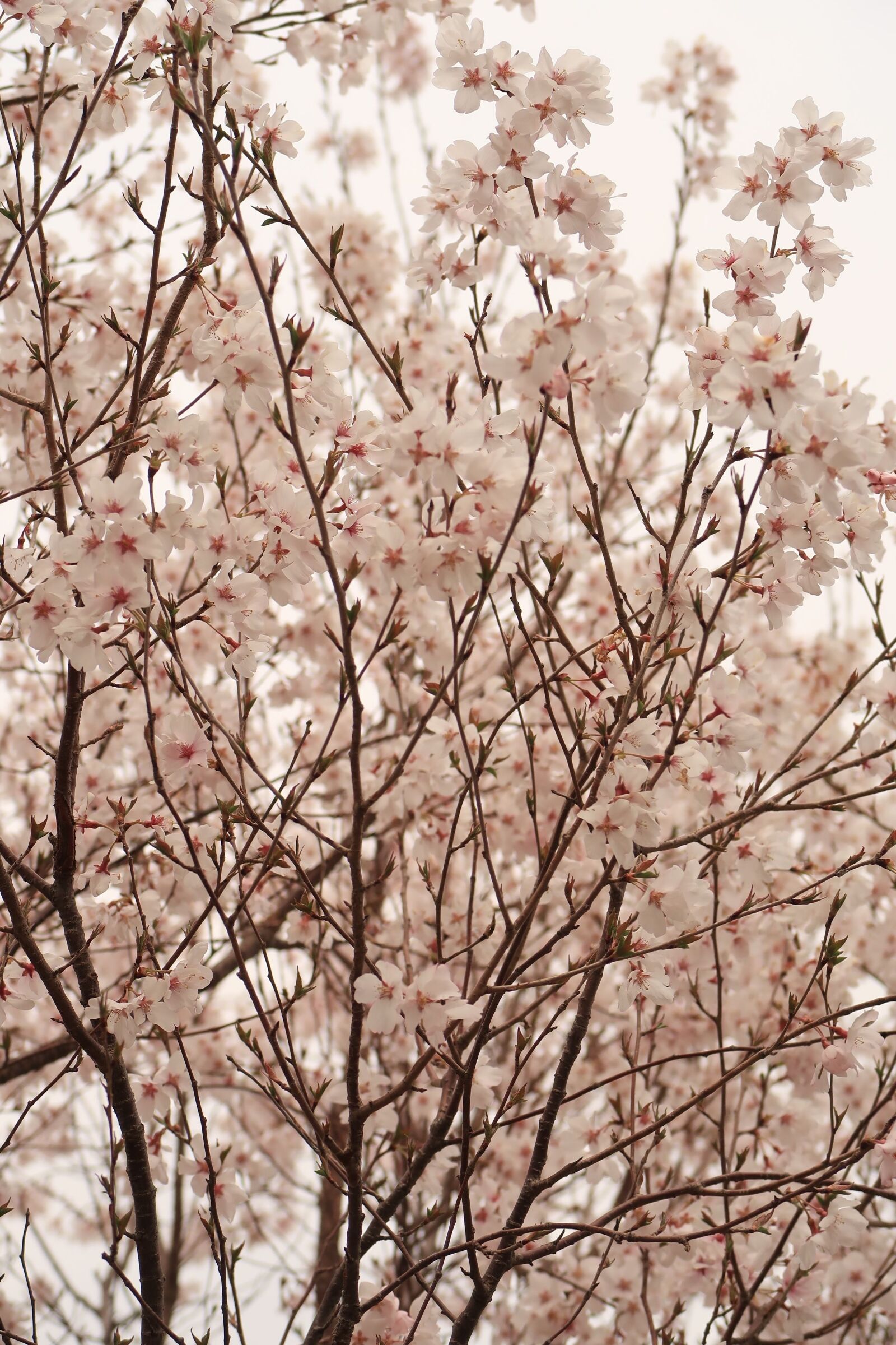 Canon PowerShot G7 X Mark II sample photo. Flowers, wood, branch photography