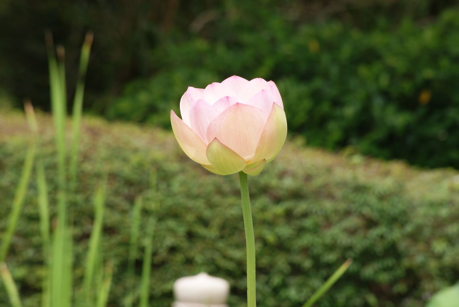 Sony Alpha DSLR-A230 sample photo. Flower, nature, spring photography