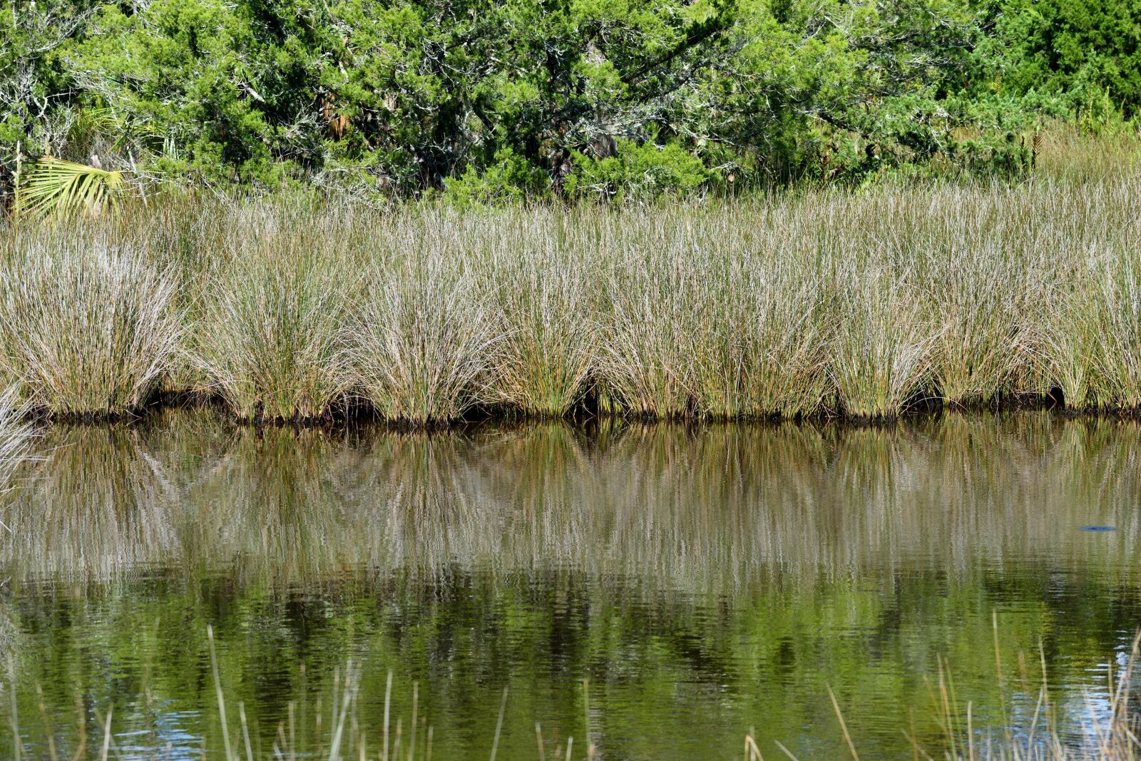 Nikon D3300 sample photo. Marshland, swamp, environment photography