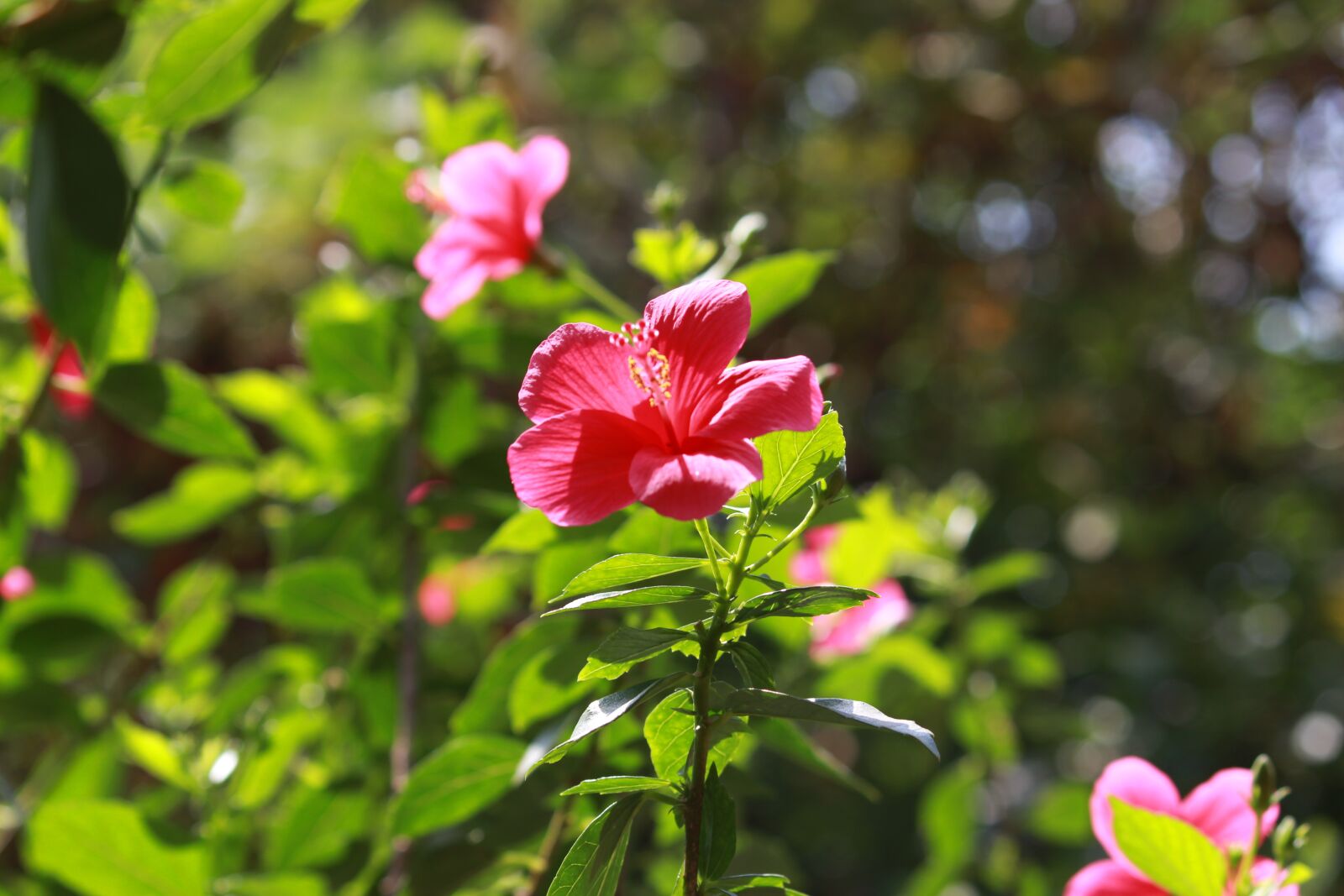 Canon EOS 700D (EOS Rebel T5i / EOS Kiss X7i) sample photo. Flower, hibiscus, natural photography