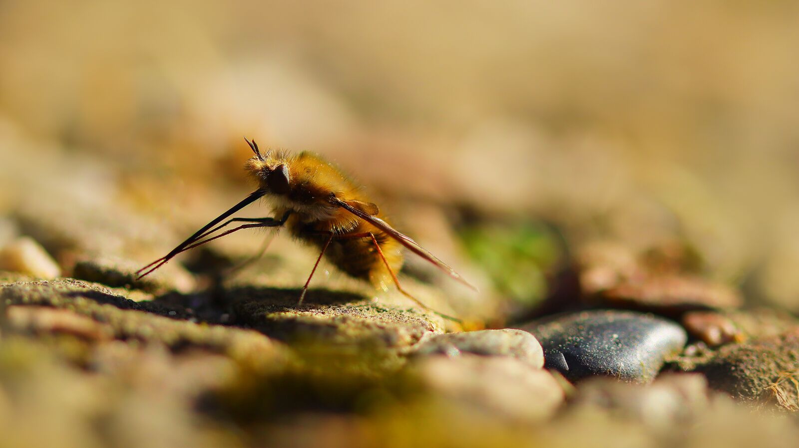 Canon EOS M50 (EOS Kiss M) sample photo. Bombyliidae, insect, fly photography