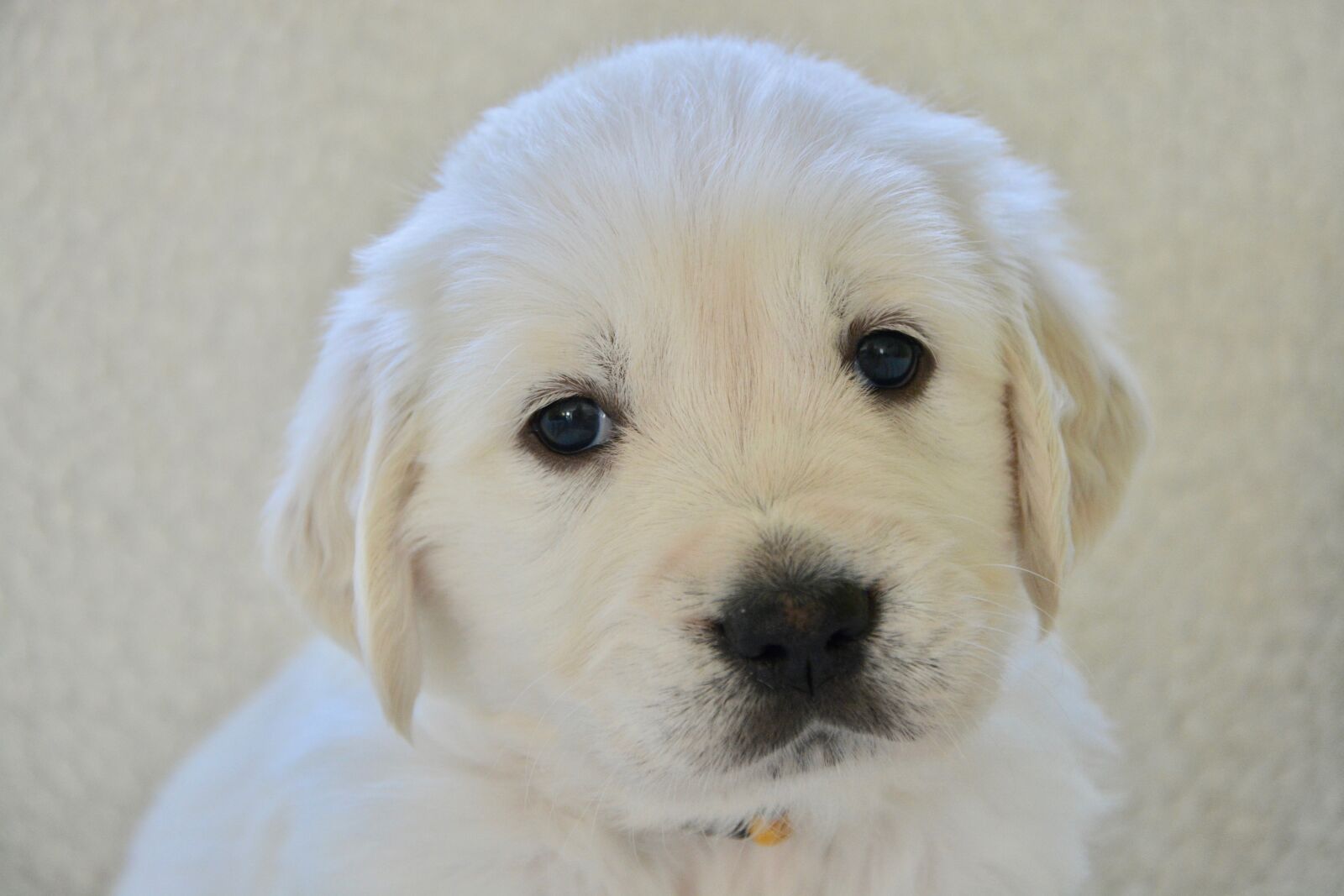 Nikon D5200 sample photo. Dog, golden retriever puppy photography