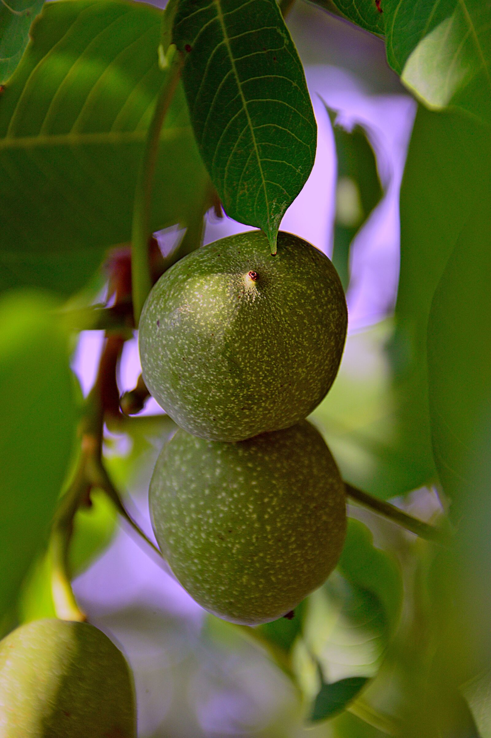 Nikon D3200 sample photo. Green, walnut, autumn crop photography