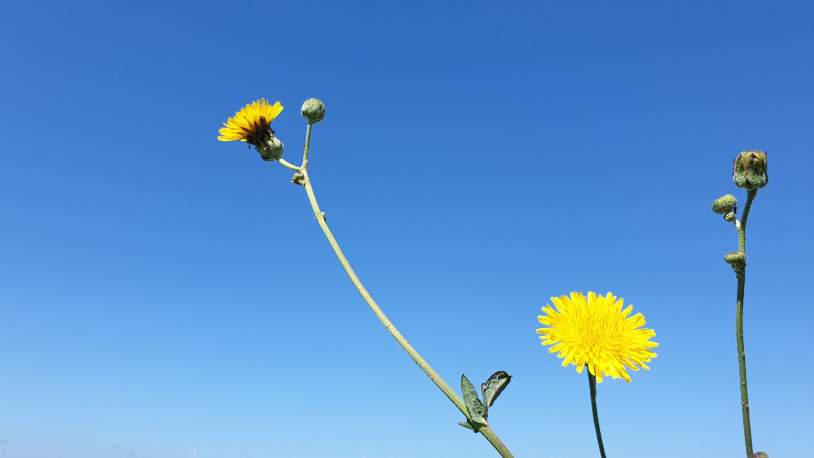 Samsung Galaxy Note9 sample photo. Dandelion, sky, blue photography