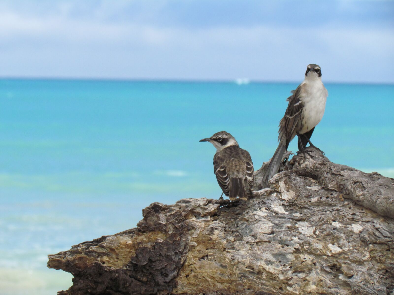 Canon PowerShot SX30 IS sample photo. Galapagos islands, birds, animals photography