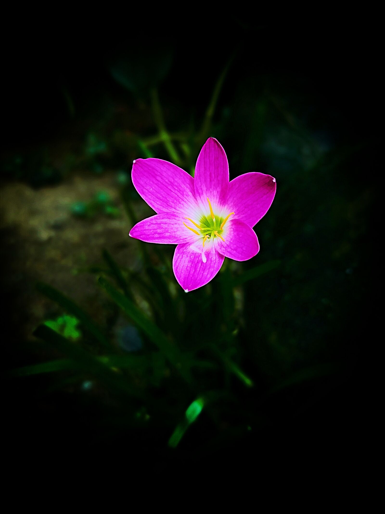 Realme 3 PRO sample photo. Flower, garden, green photography
