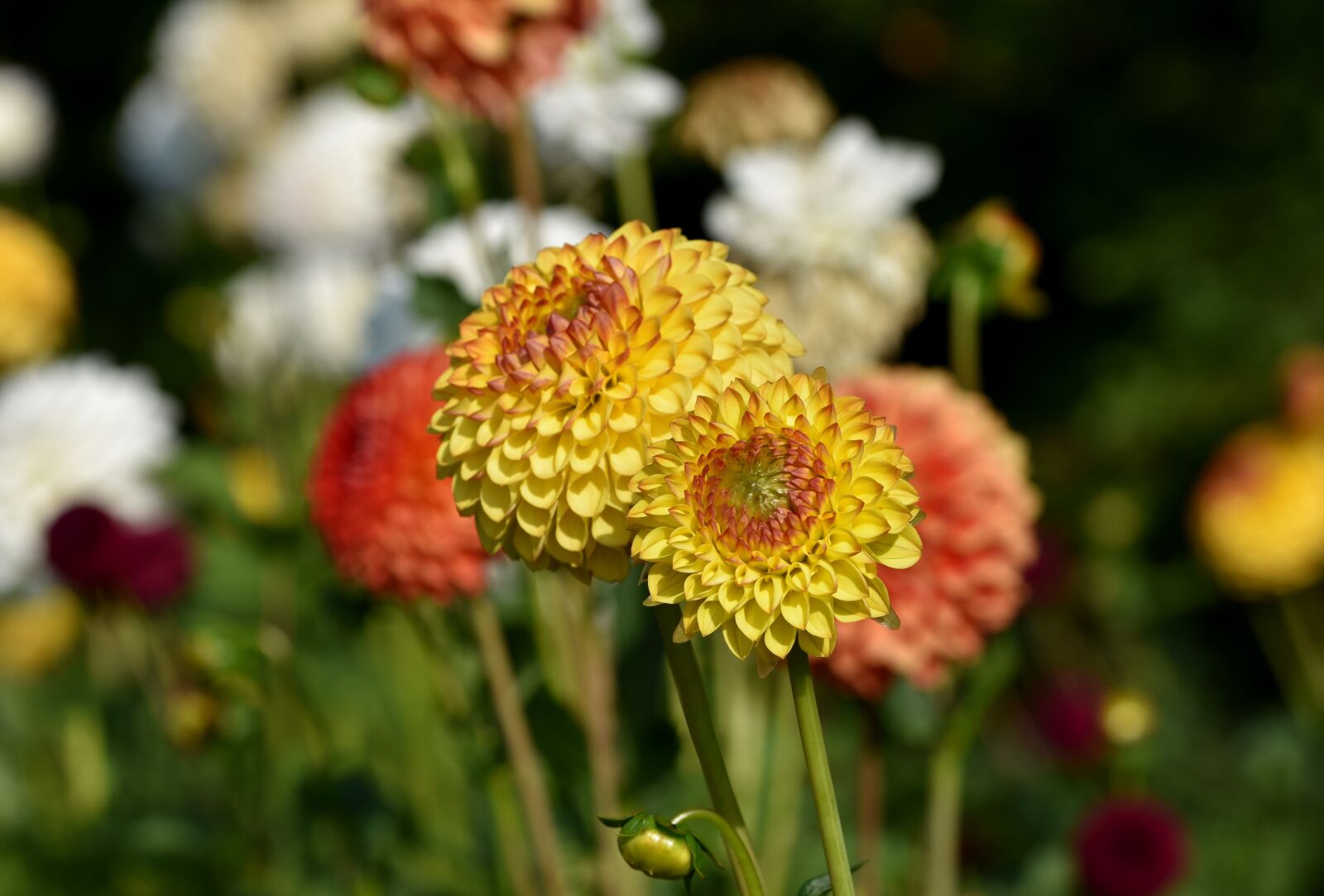 Nikon D7200 sample photo. Dahlias, dahlia, flowers photography