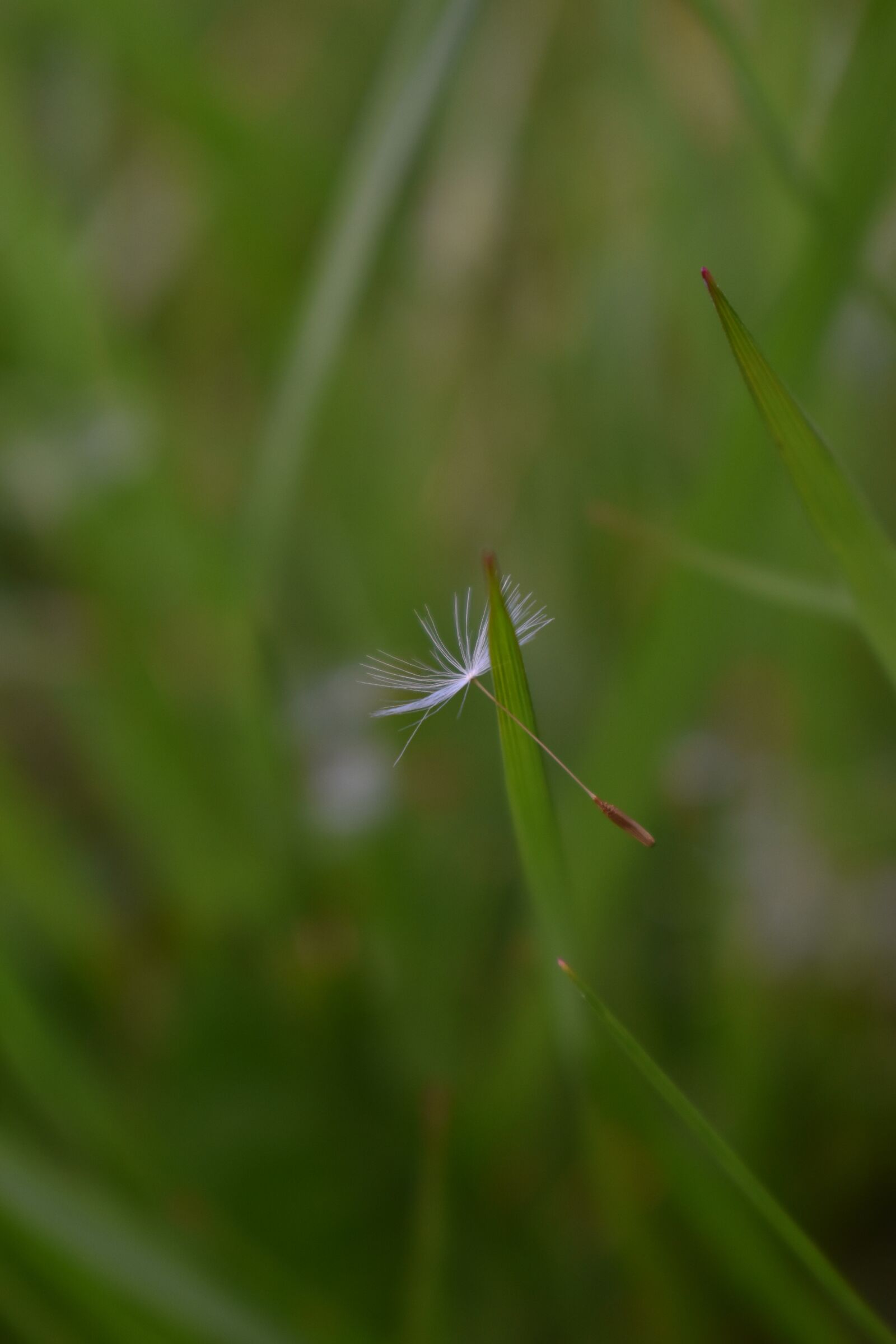 Nikon D3500 sample photo. Seed, white, grass photography