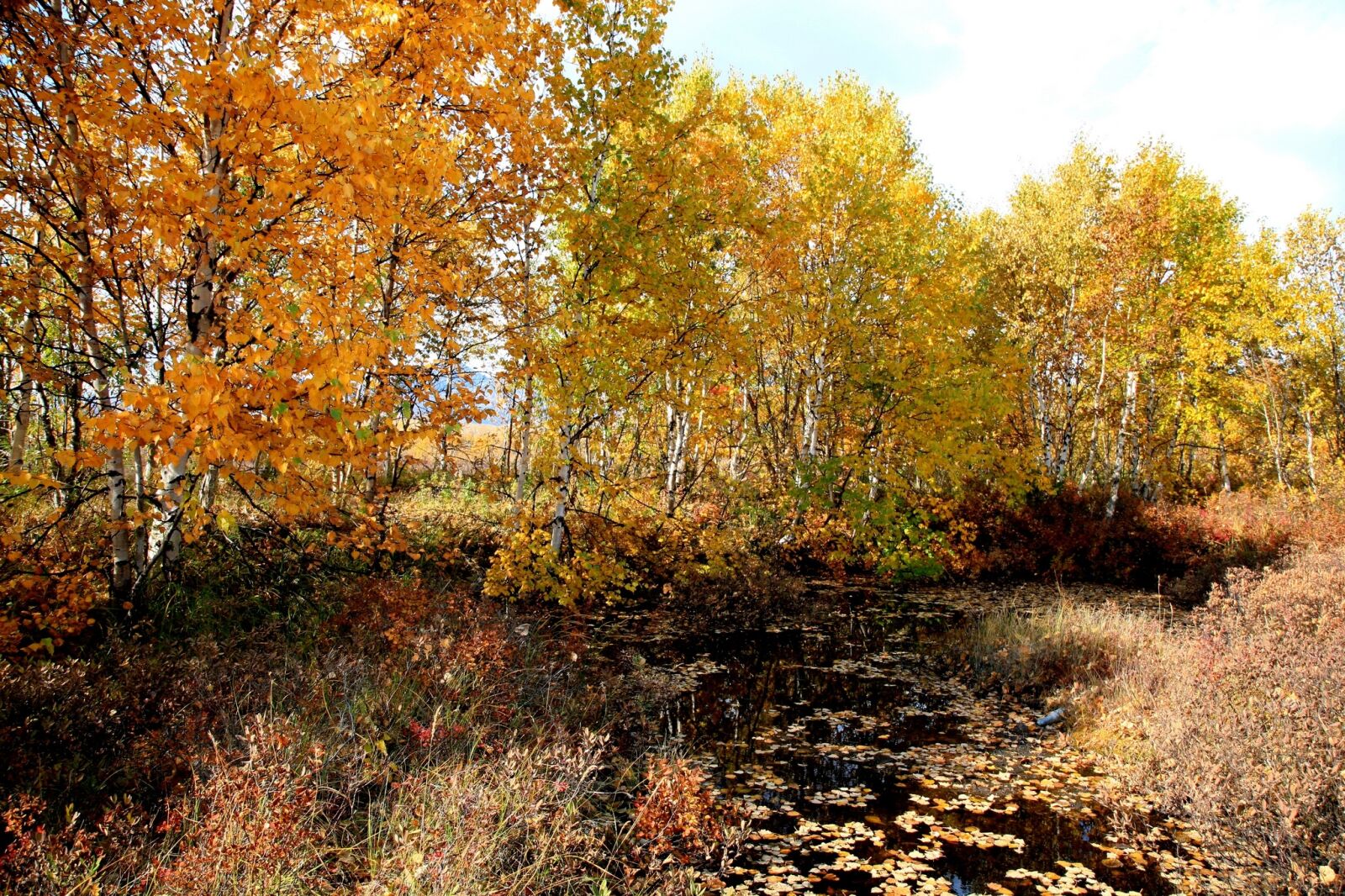 Canon EOS 5D sample photo. Autumn forest, mountains, fall photography