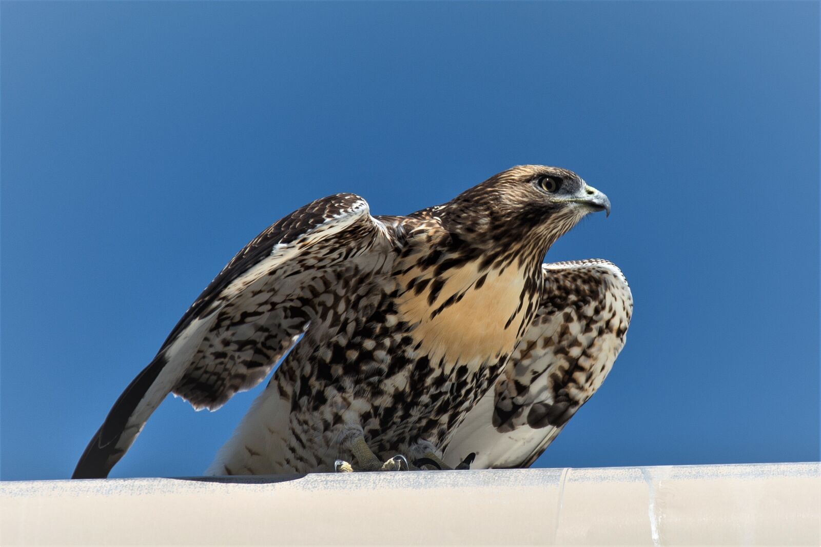 Nikon D7100 sample photo. Bird, wildlife, nature photography