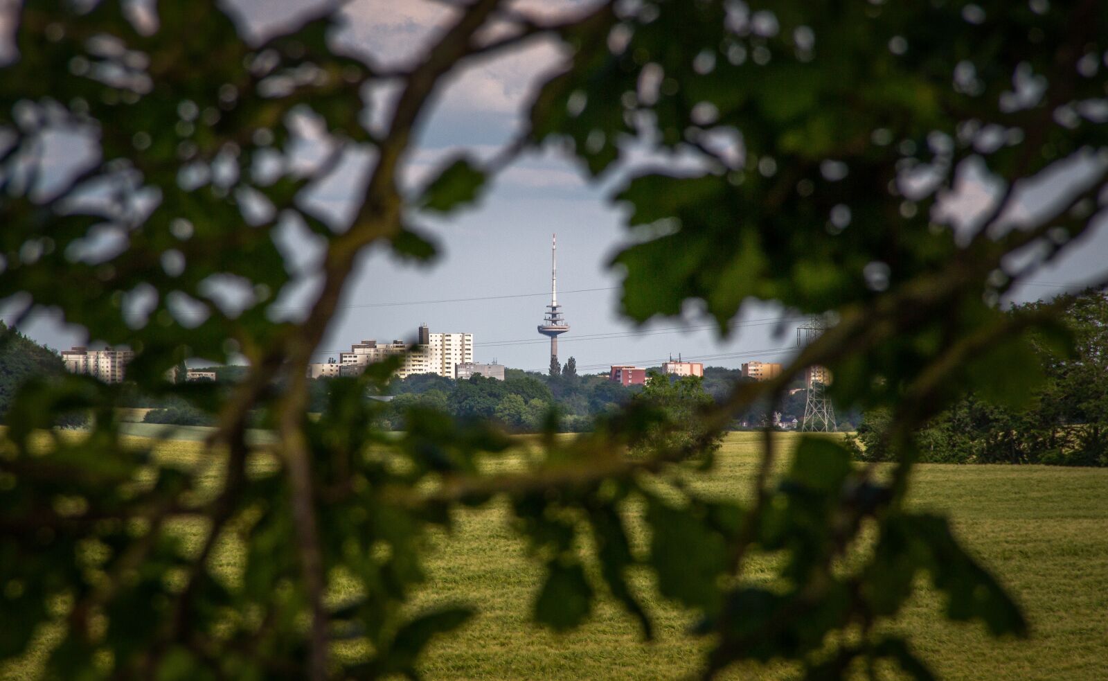 Canon EOS 700D (EOS Rebel T5i / EOS Kiss X7i) + Canon EF-S 18-135mm F3.5-5.6 IS sample photo. Cornfield, landscape, agriculture photography