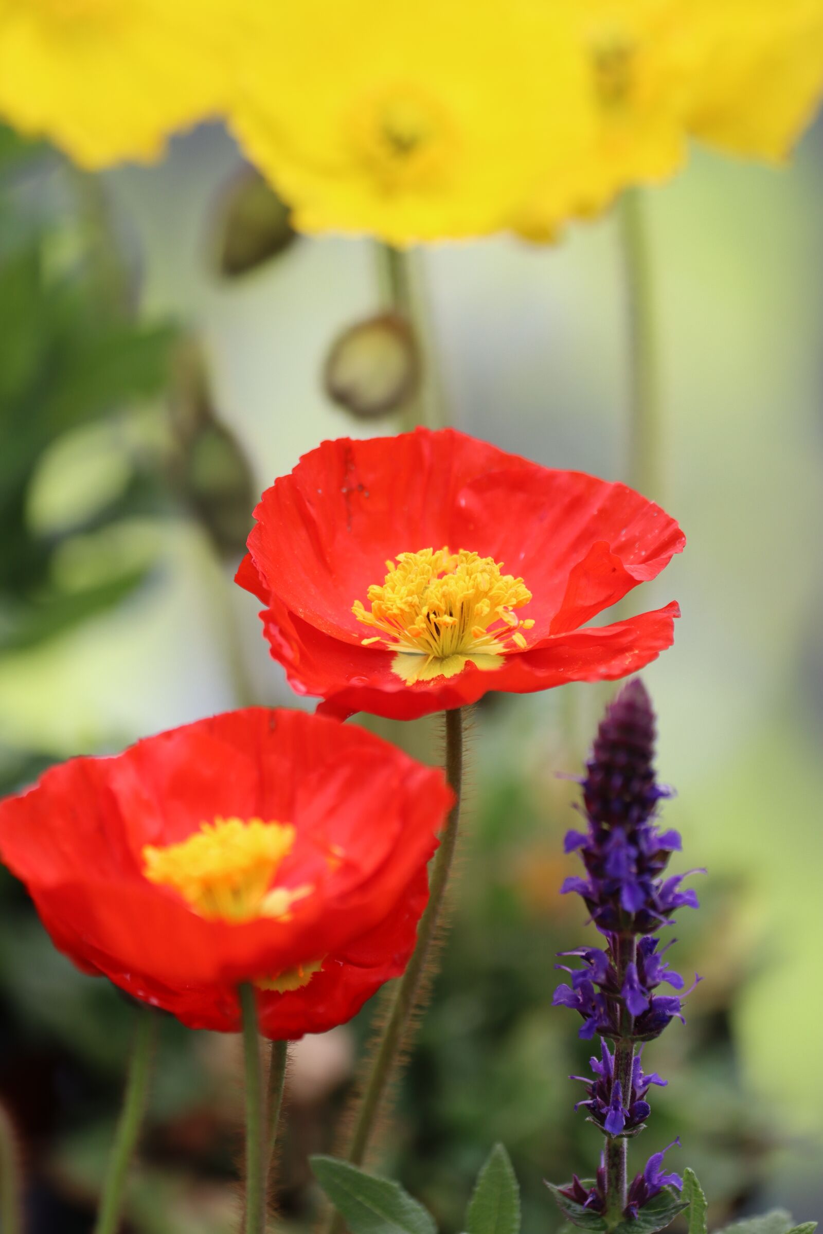 Canon EOS 90D sample photo. Poppy, sage color, meadow photography