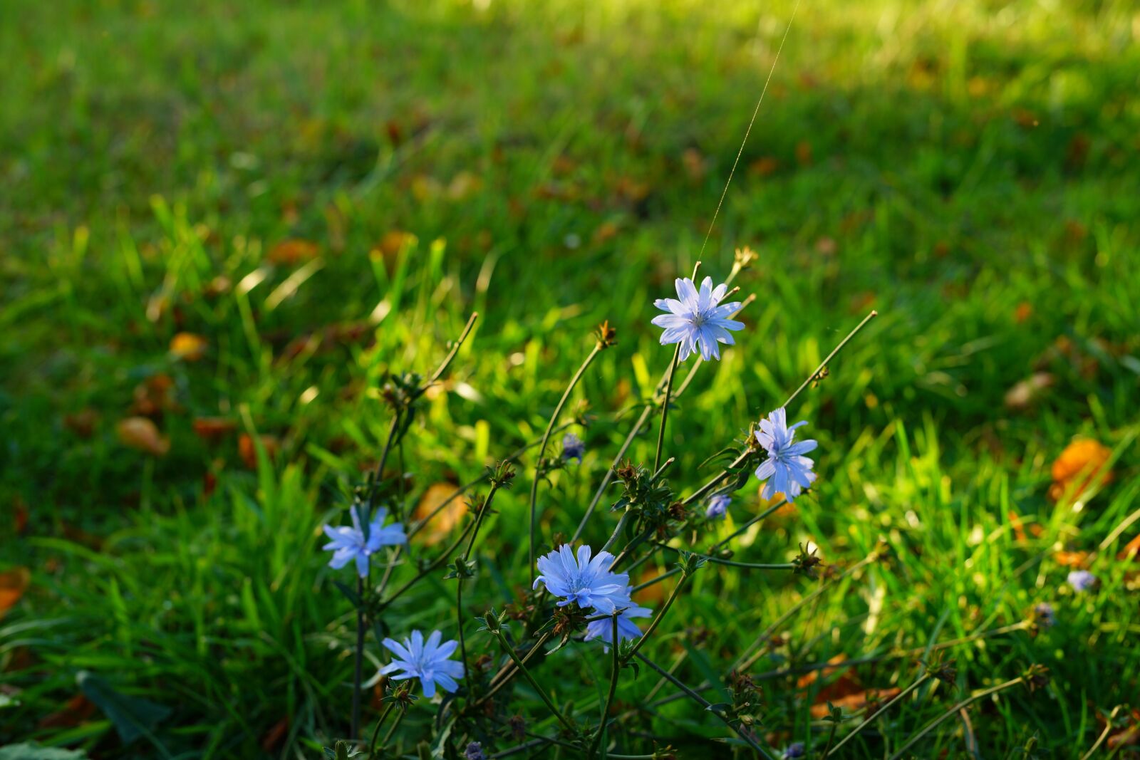 Sony a99 II + Minolta AF 50mm F1.4 [New] sample photo. Rush, autumn, blue flowers photography