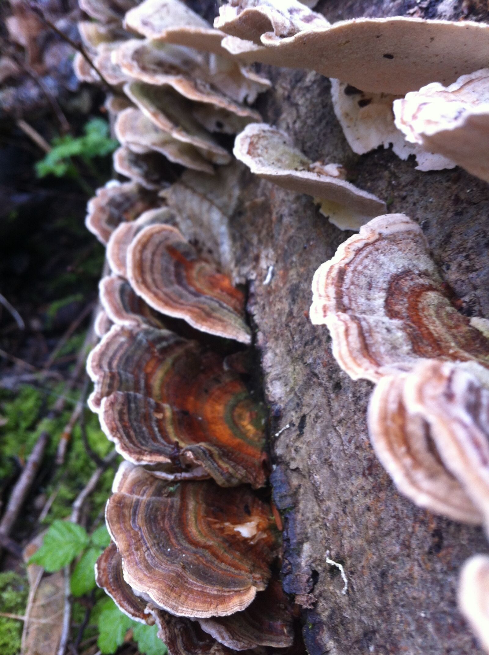 Apple iPhone 4 sample photo. Nature, mushroom, log photography