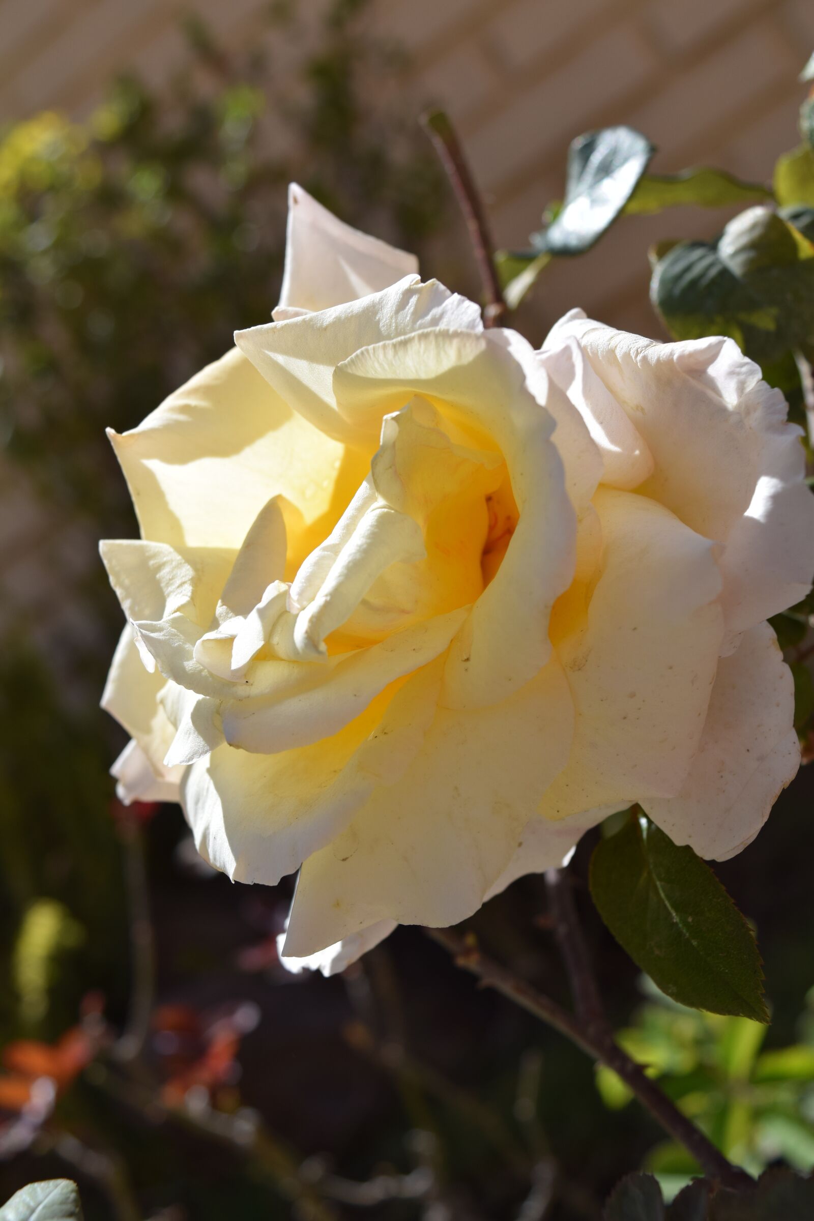 Nikon D3300 sample photo. Flowers, love, romance photography