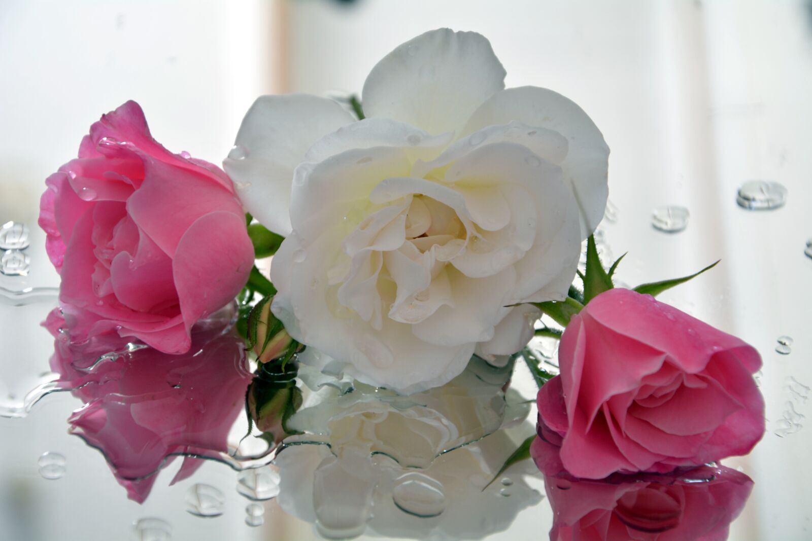 Nikon D5200 sample photo. Icebergs, white and pink photography