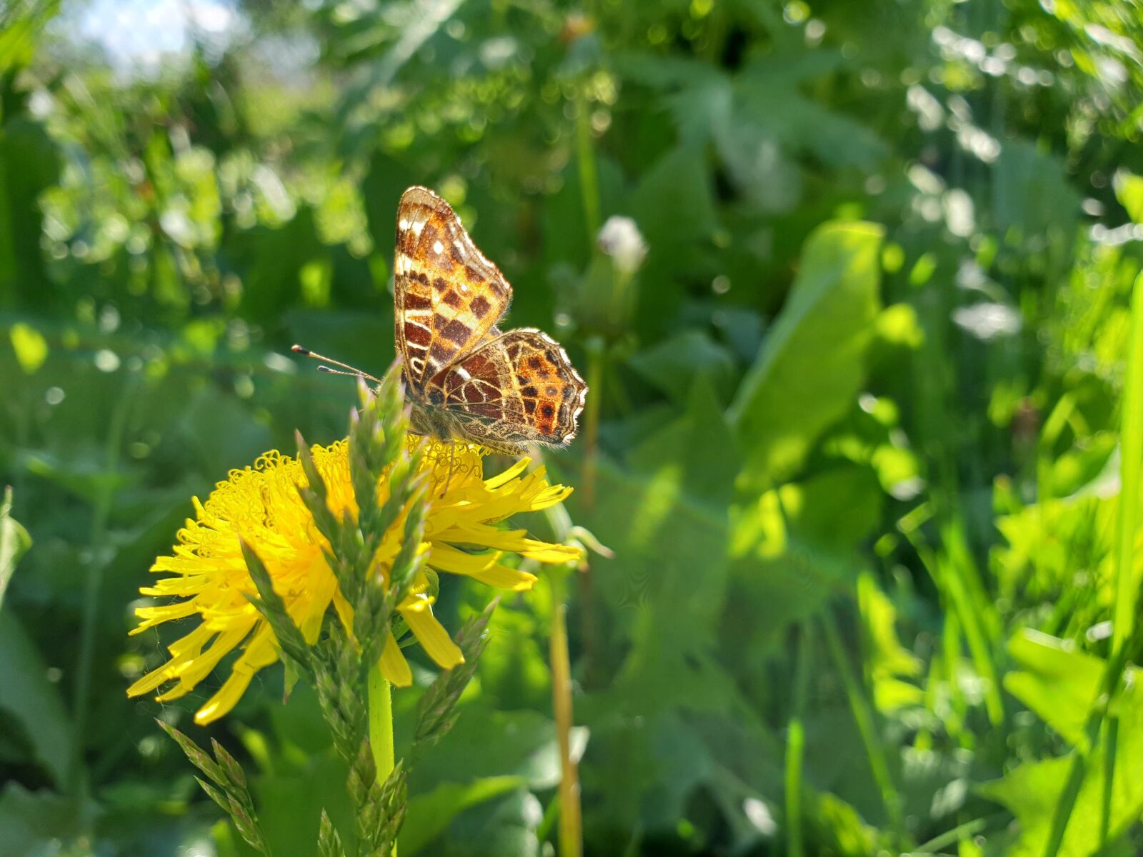 Samsung Galaxy S9+ sample photo. Butterfly, flowers, daisy photography