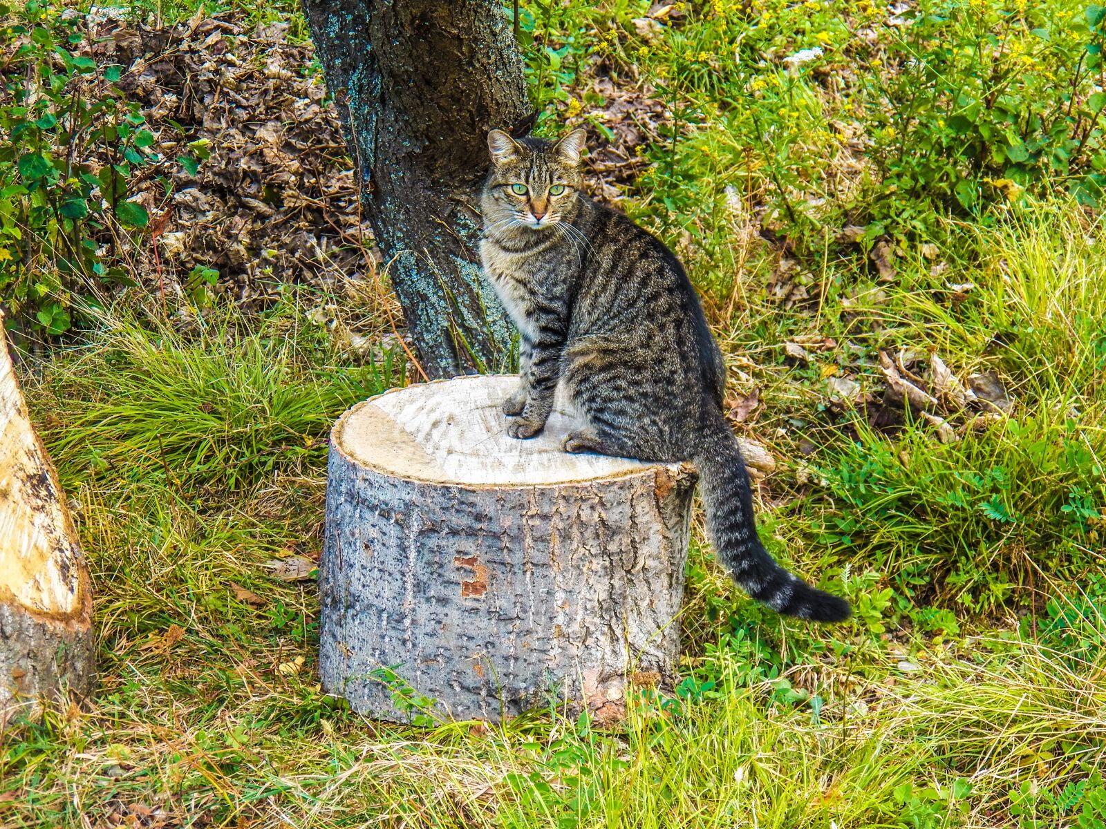 Kodak EasyShare Z990 (EasyShare Max) sample photo. Cat, animals, kitty photography
