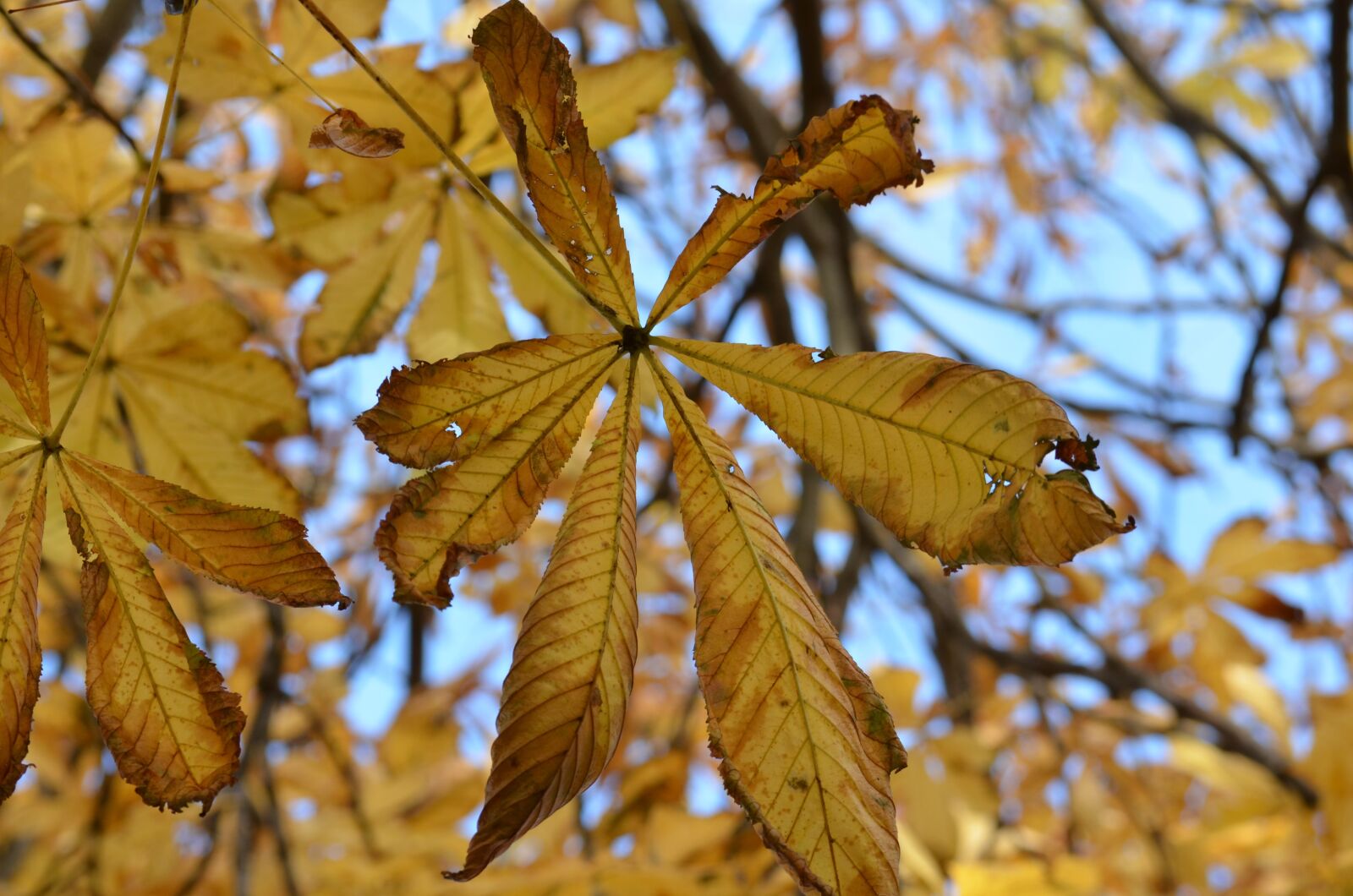 Nikon D5100 sample photo. Foliage, spacer, autumn gold photography