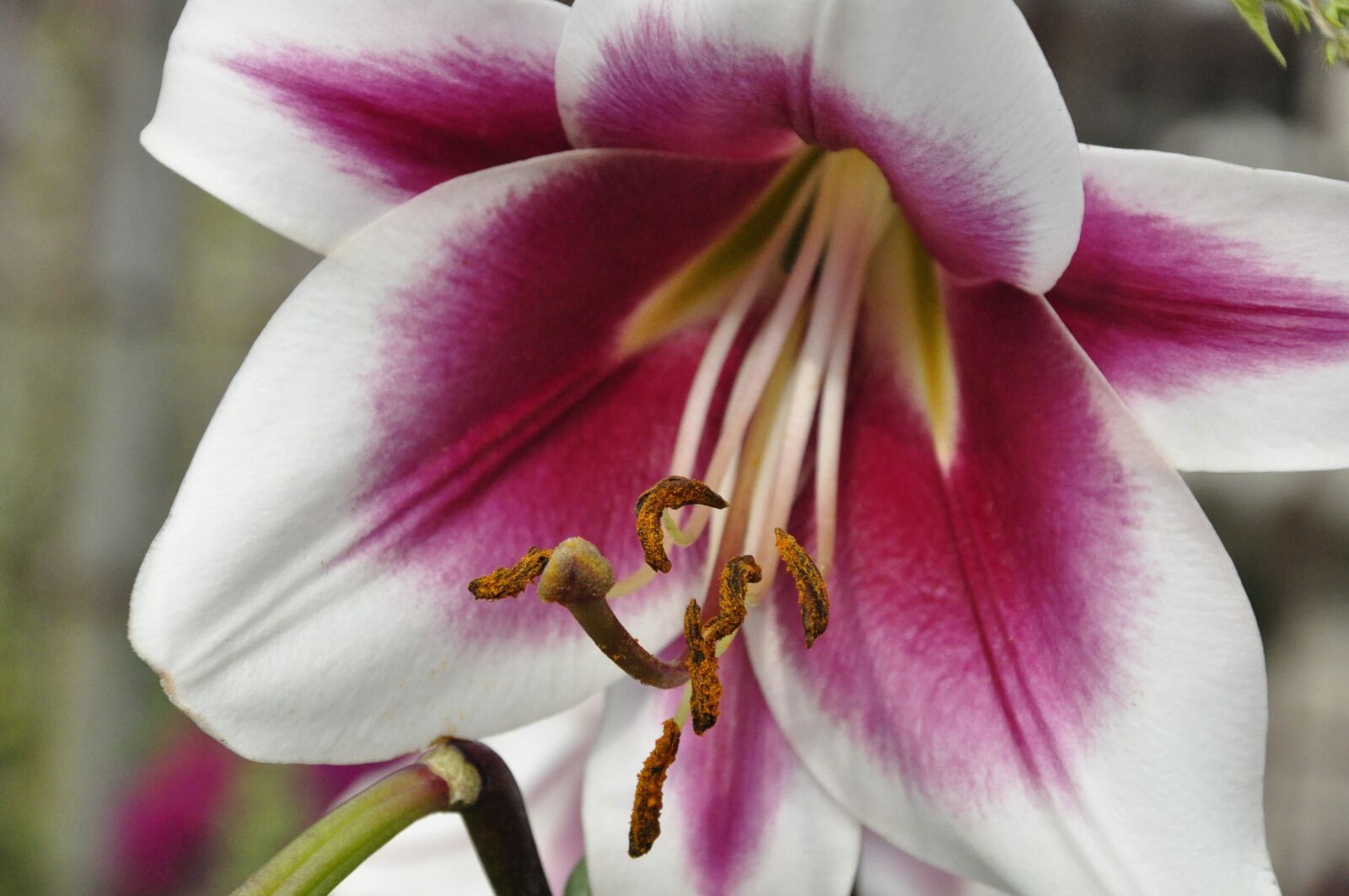 Nikon D5000 sample photo. Blossom, bloom, plant photography