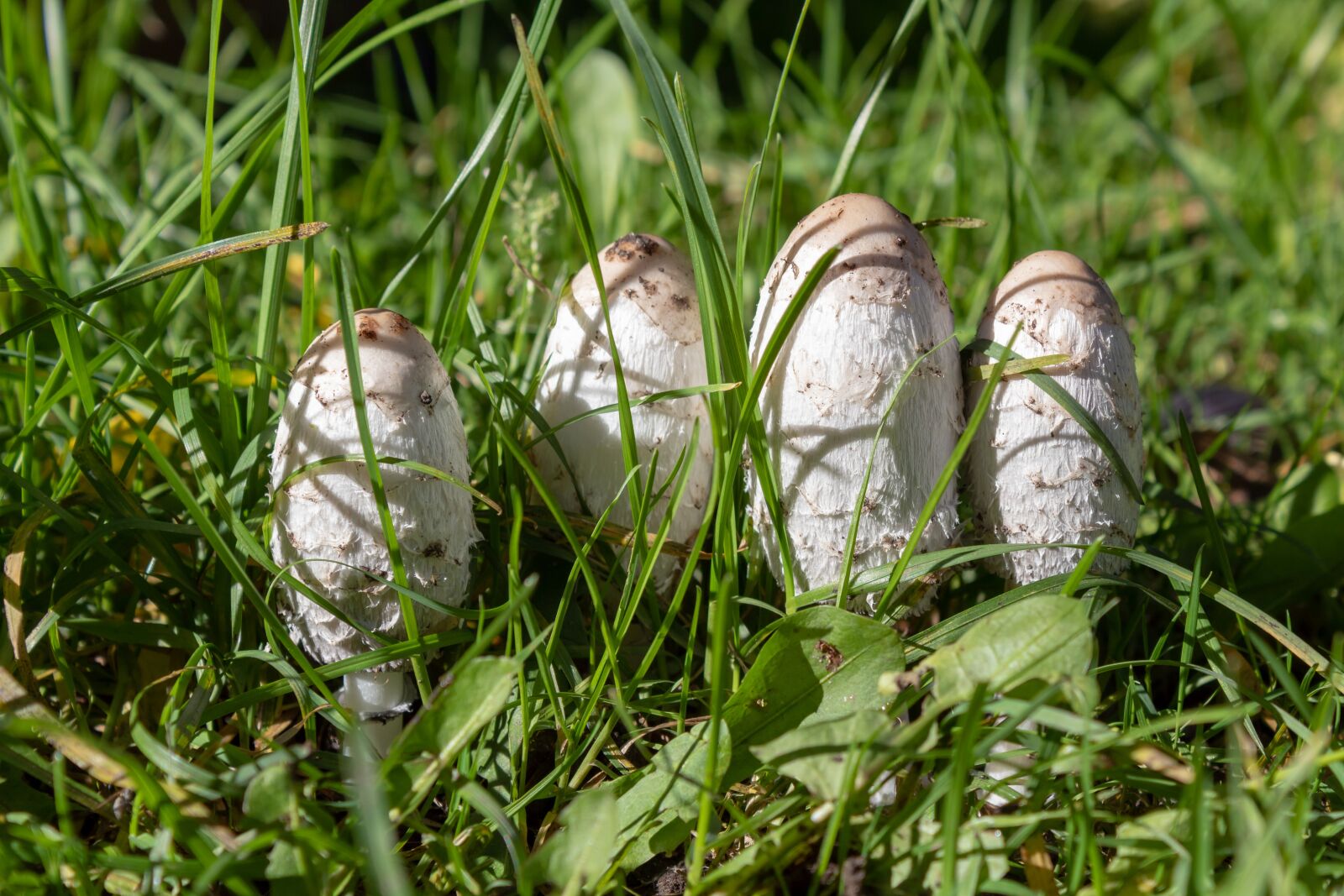 Canon EOS 1300D (EOS Rebel T6 / EOS Kiss X80) sample photo. Mushrooms, beetle, grass photography