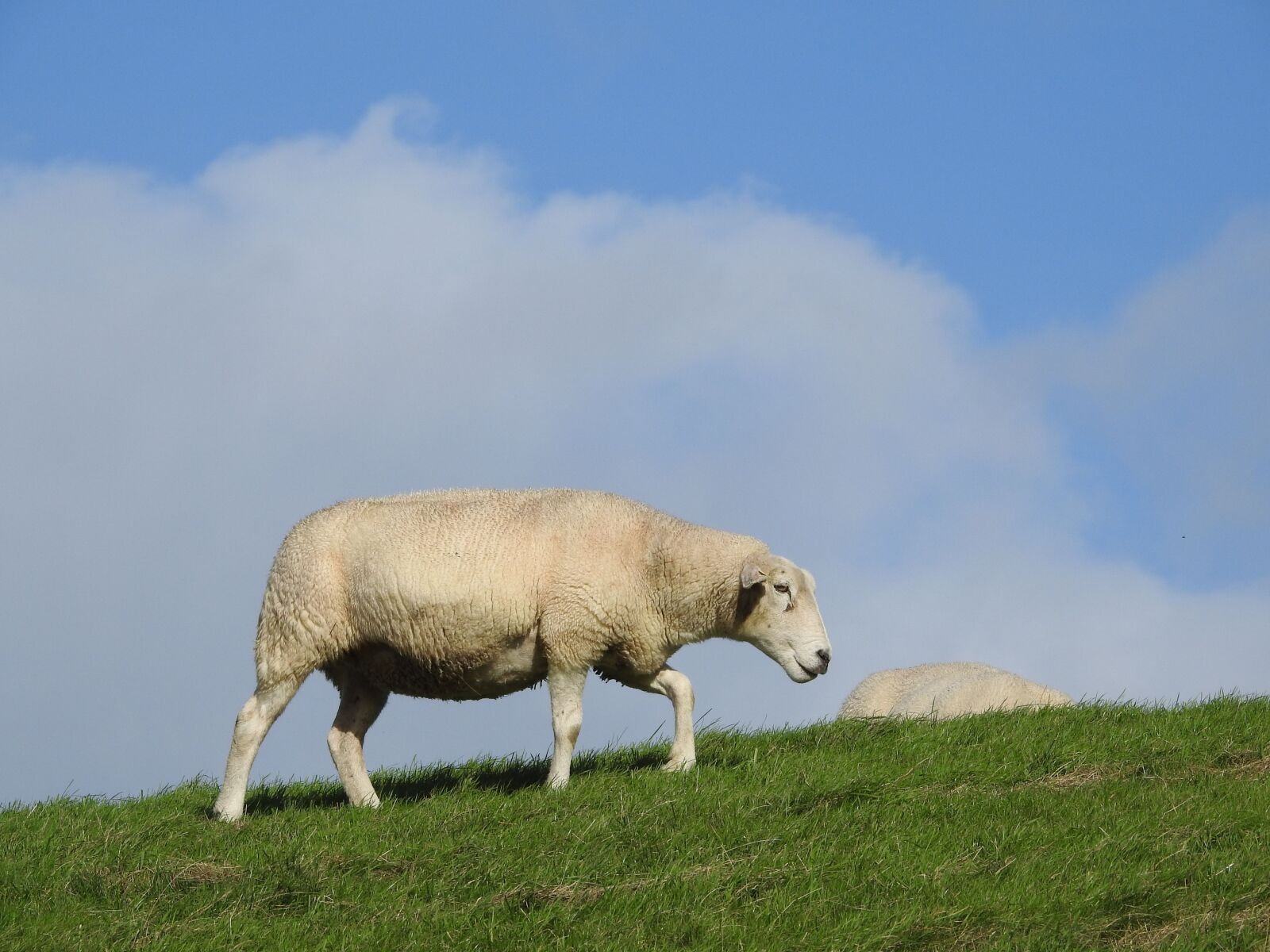 Nikon Coolpix P900 sample photo. Sheep, pasture, meadow photography