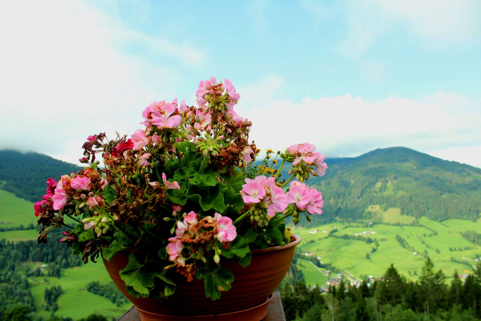 Canon EOS 2000D (EOS Rebel T7 / EOS Kiss X90 / EOS 1500D) sample photo. Flower, mountain, summer photography