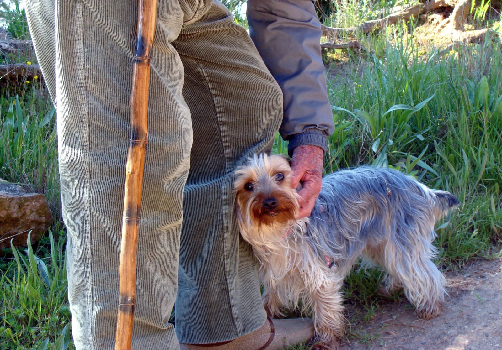 Sony DSC-H3 sample photo. Man, elder, dog photography