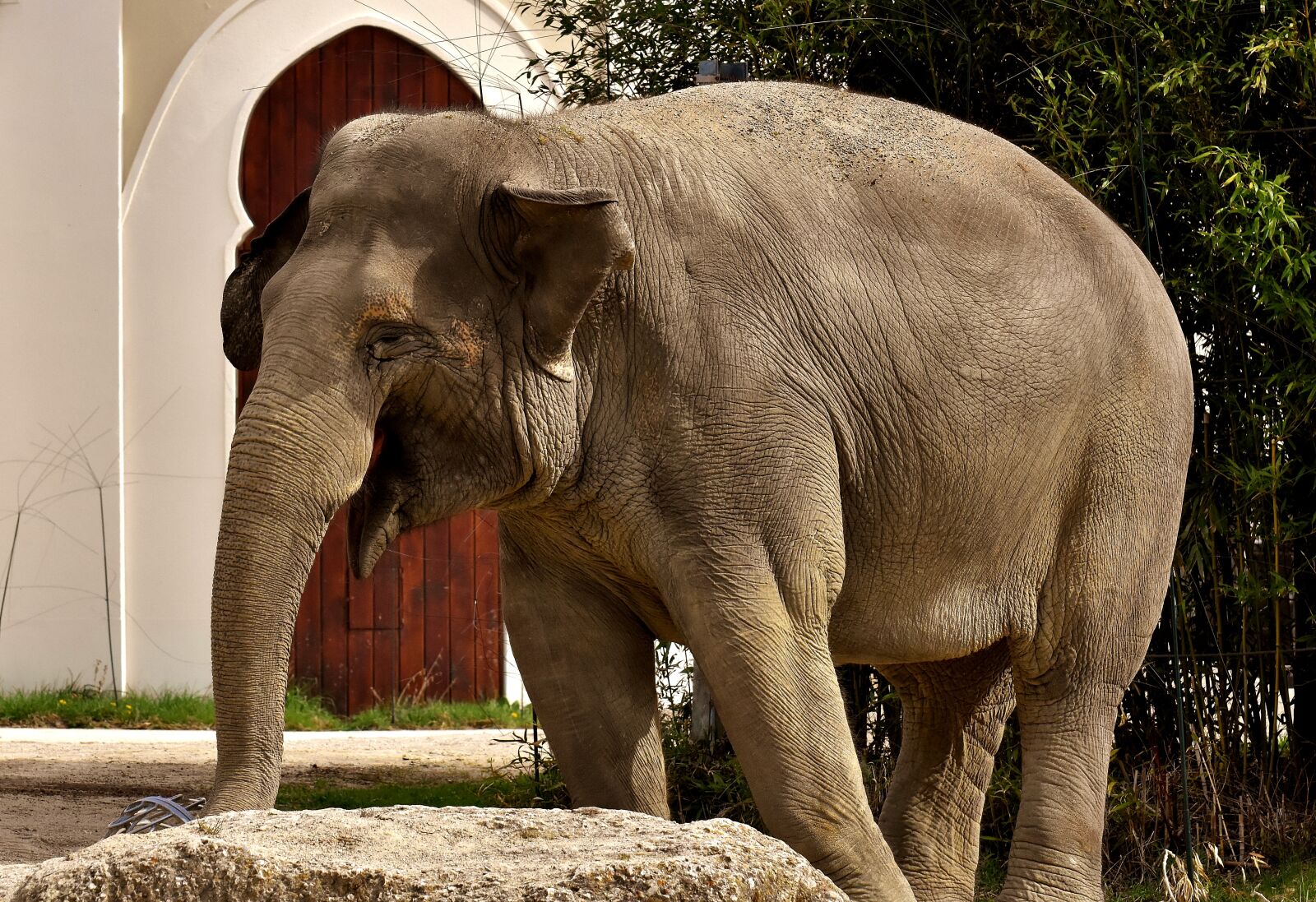 Nikon D7200 sample photo. Elephant, proboscis, pachyderm photography