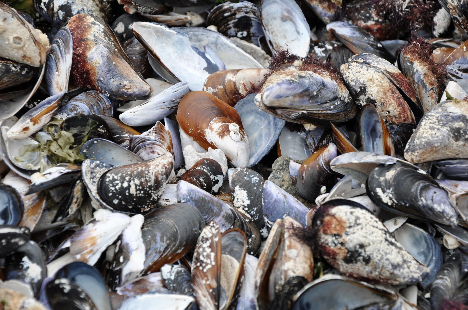 Nikon D90 sample photo. Seashell, sea, beach photography