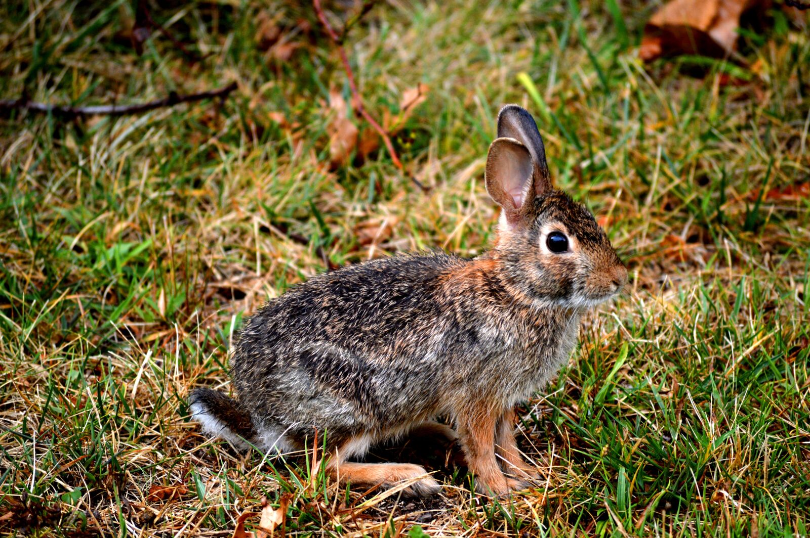 Nikon D3200 sample photo. Rabbit, nature, animal photography