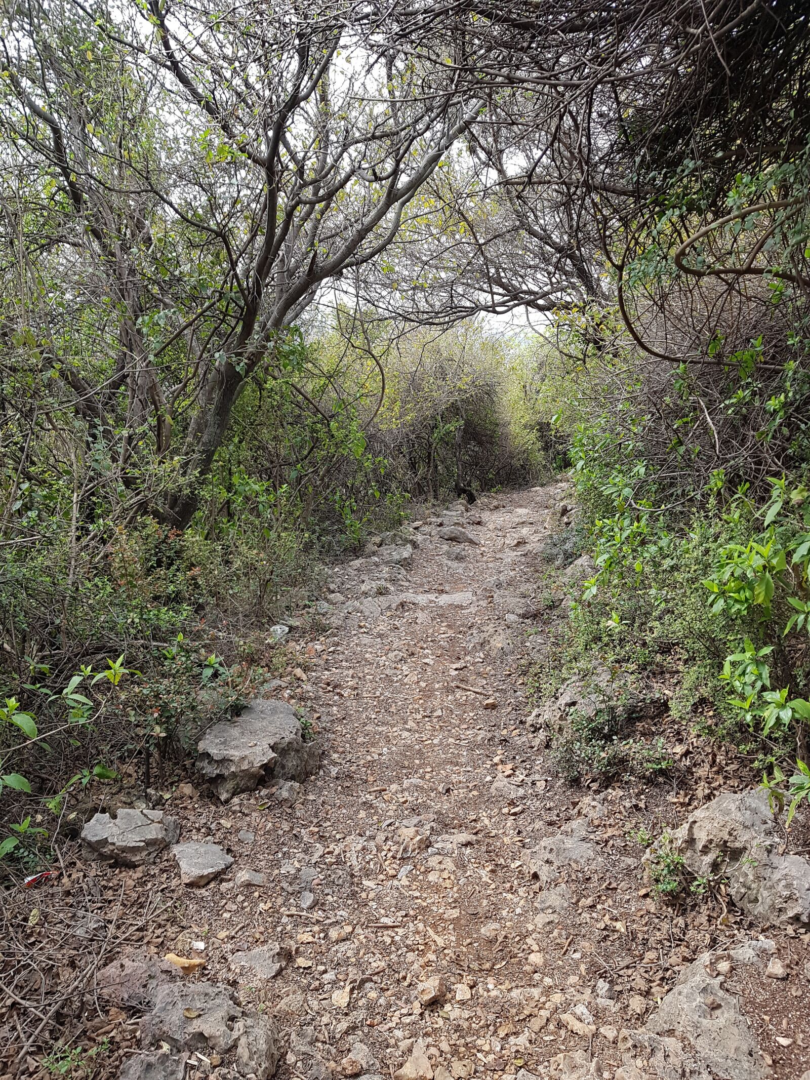 Samsung Galaxy Note Fan Edition sample photo. Hiking, trail, nature photography