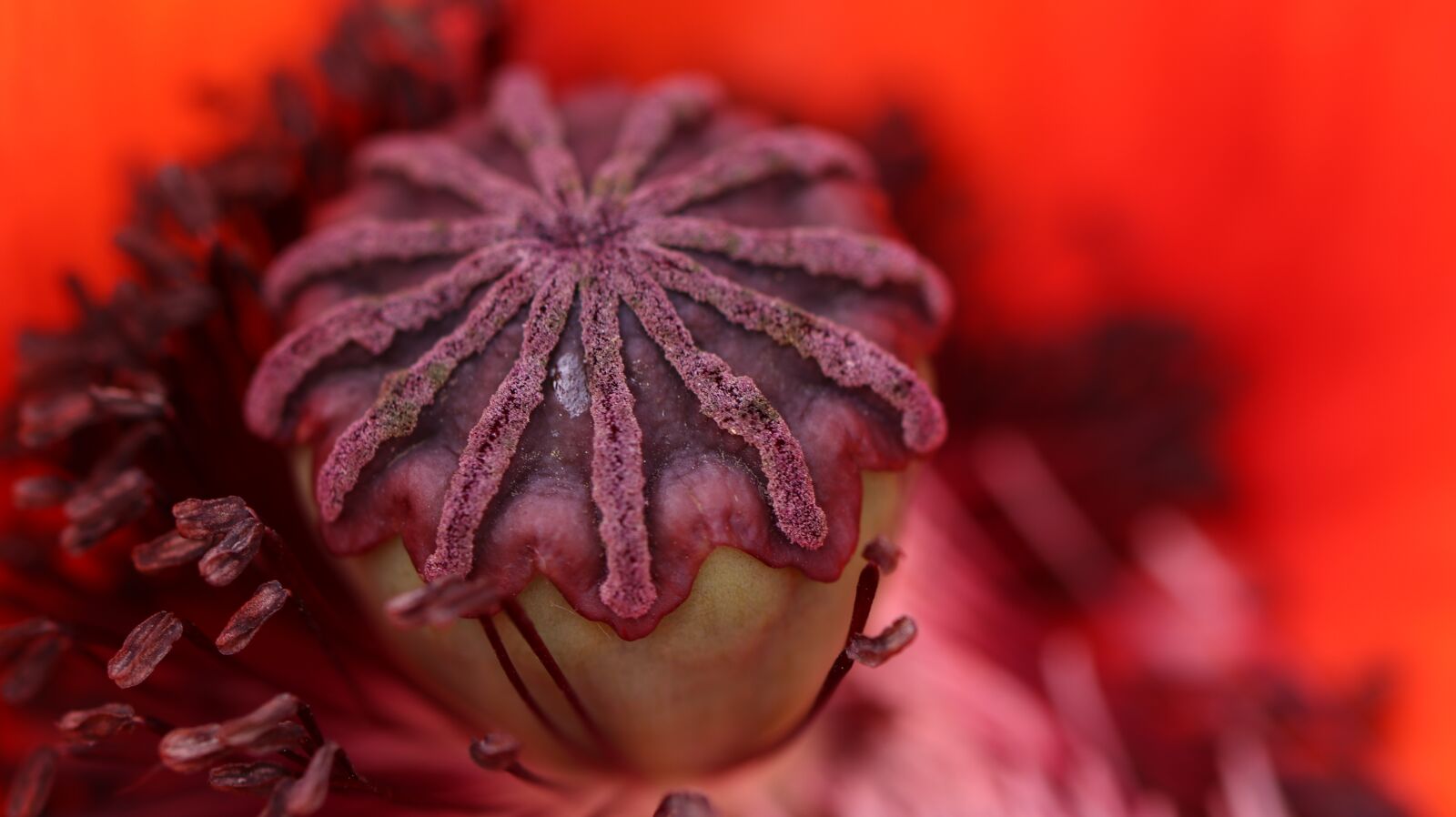 Canon EOS 80D sample photo. Red, poppy, blossom photography