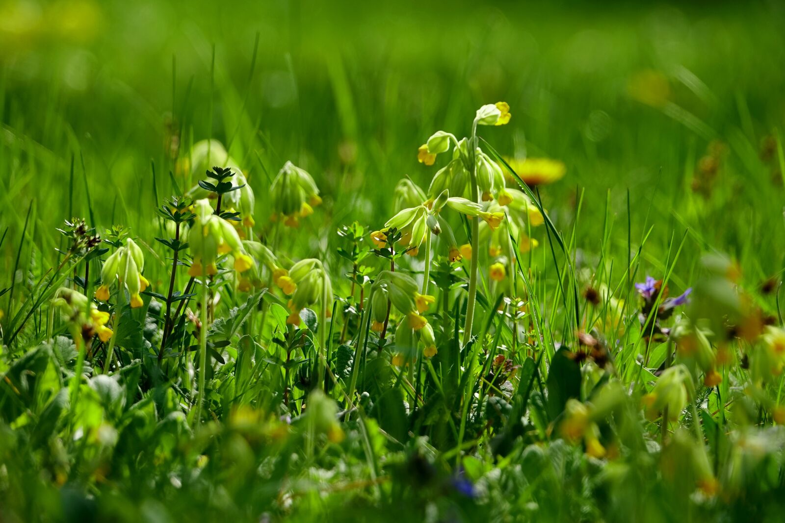 Sony Cyber-shot DSC-RX10 III sample photo. Grass, flower meadow, plant photography