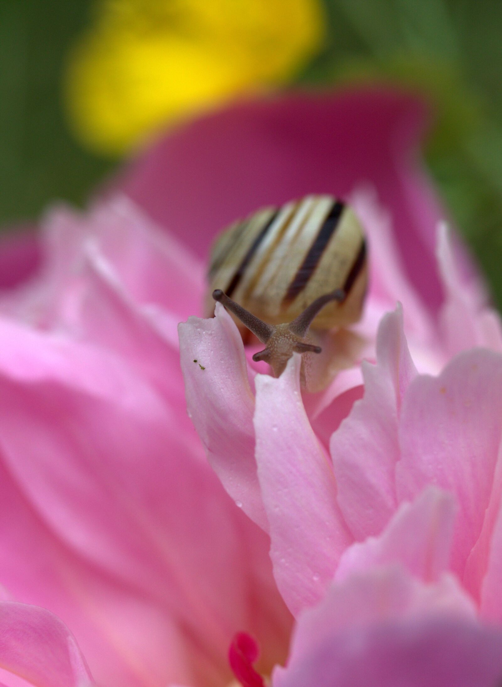 Canon EF-S 60mm F2.8 Macro USM sample photo. Snail, shell, horns photography