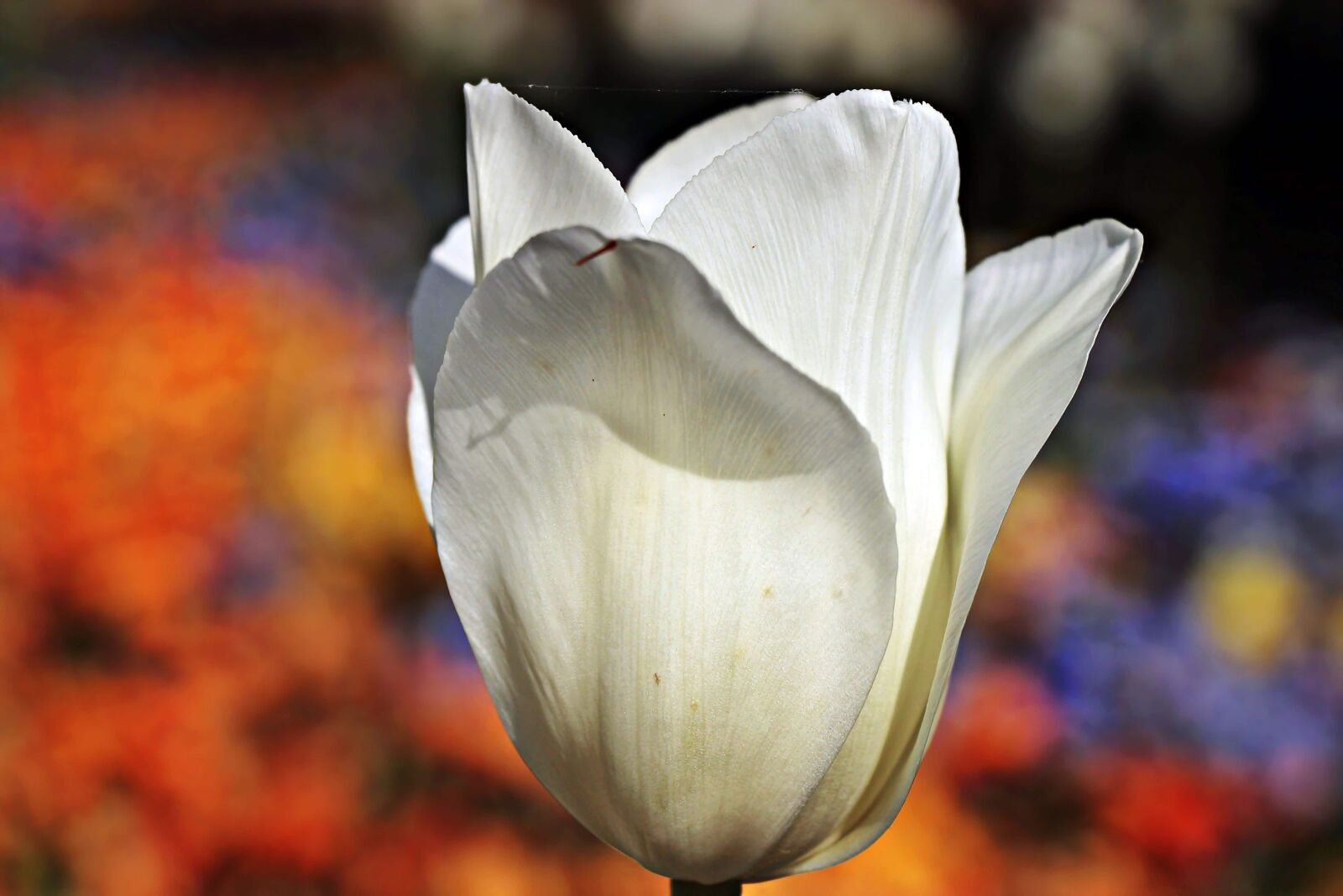Canon EOS 100D (EOS Rebel SL1 / EOS Kiss X7) sample photo. Nature, flower, garden, tulip photography