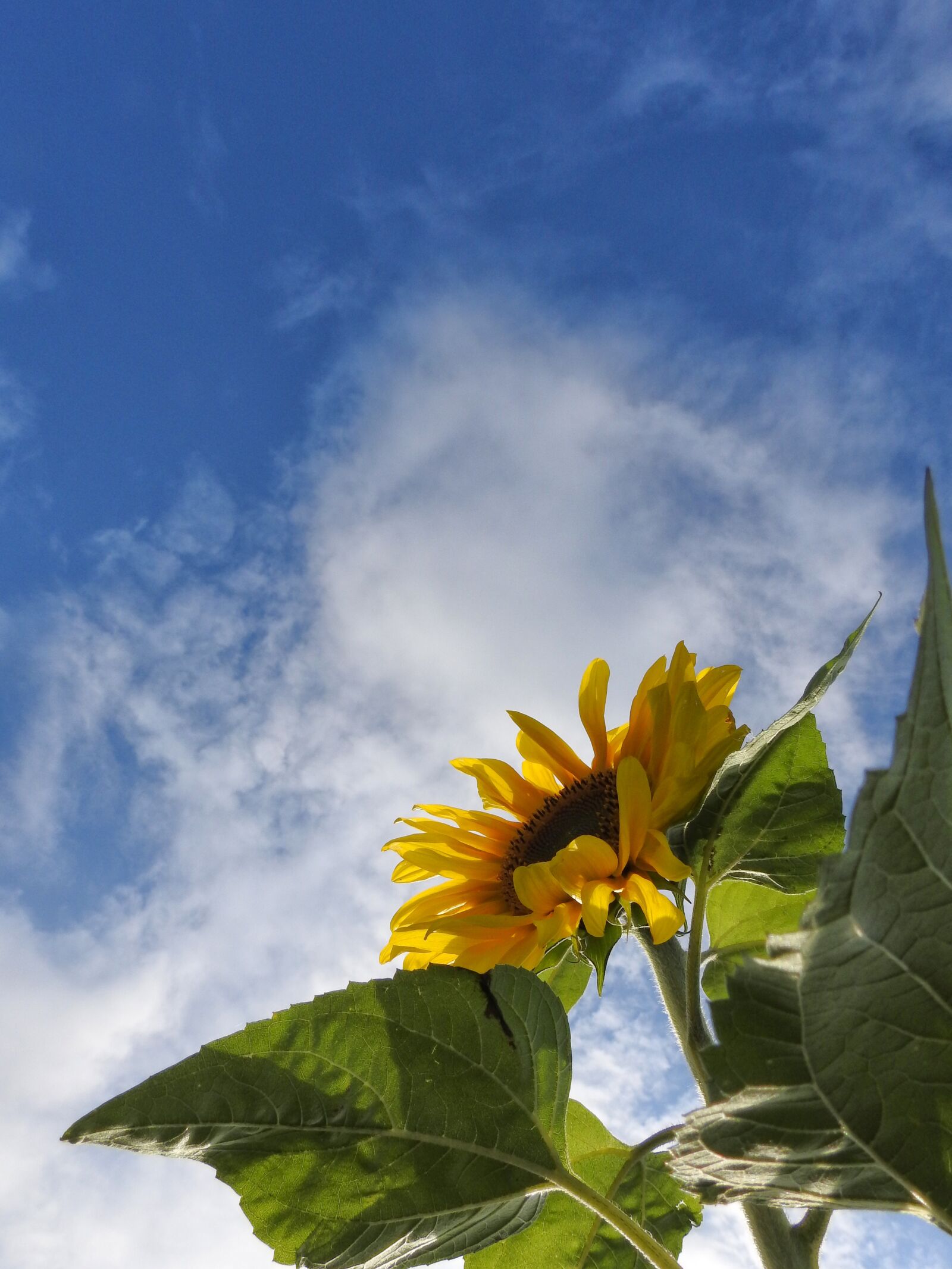 Nikon Coolpix P900 sample photo. Sunflower, flower, summer photography